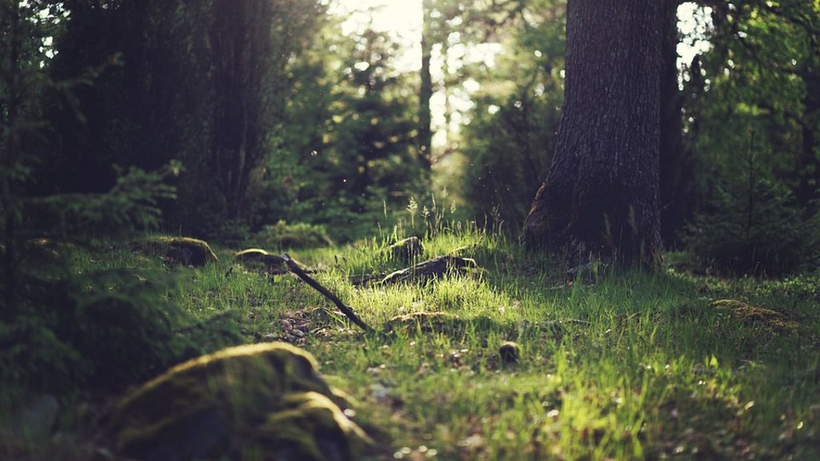 Arboles 1024x576