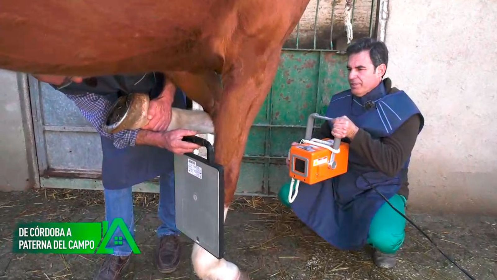 Ha regresado a Paterna del campo, el pueblo de sus abuelos donde ejerce como veterinario equino