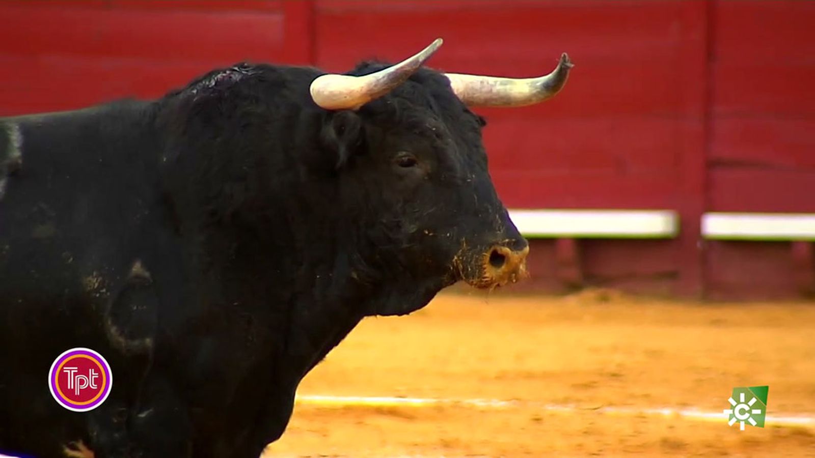 Un gran ejemplar de El Torero triunfa en la Corrida del Concurso de Ganaderías de Jerez
