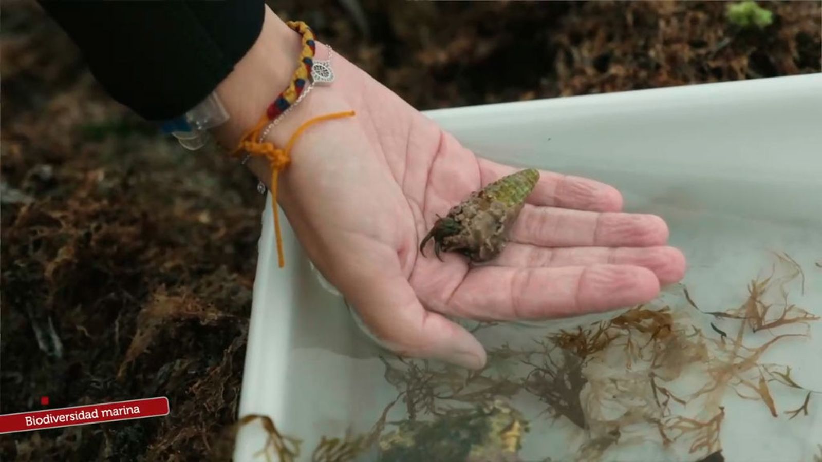Biodiversidad marina, del aula al litoral