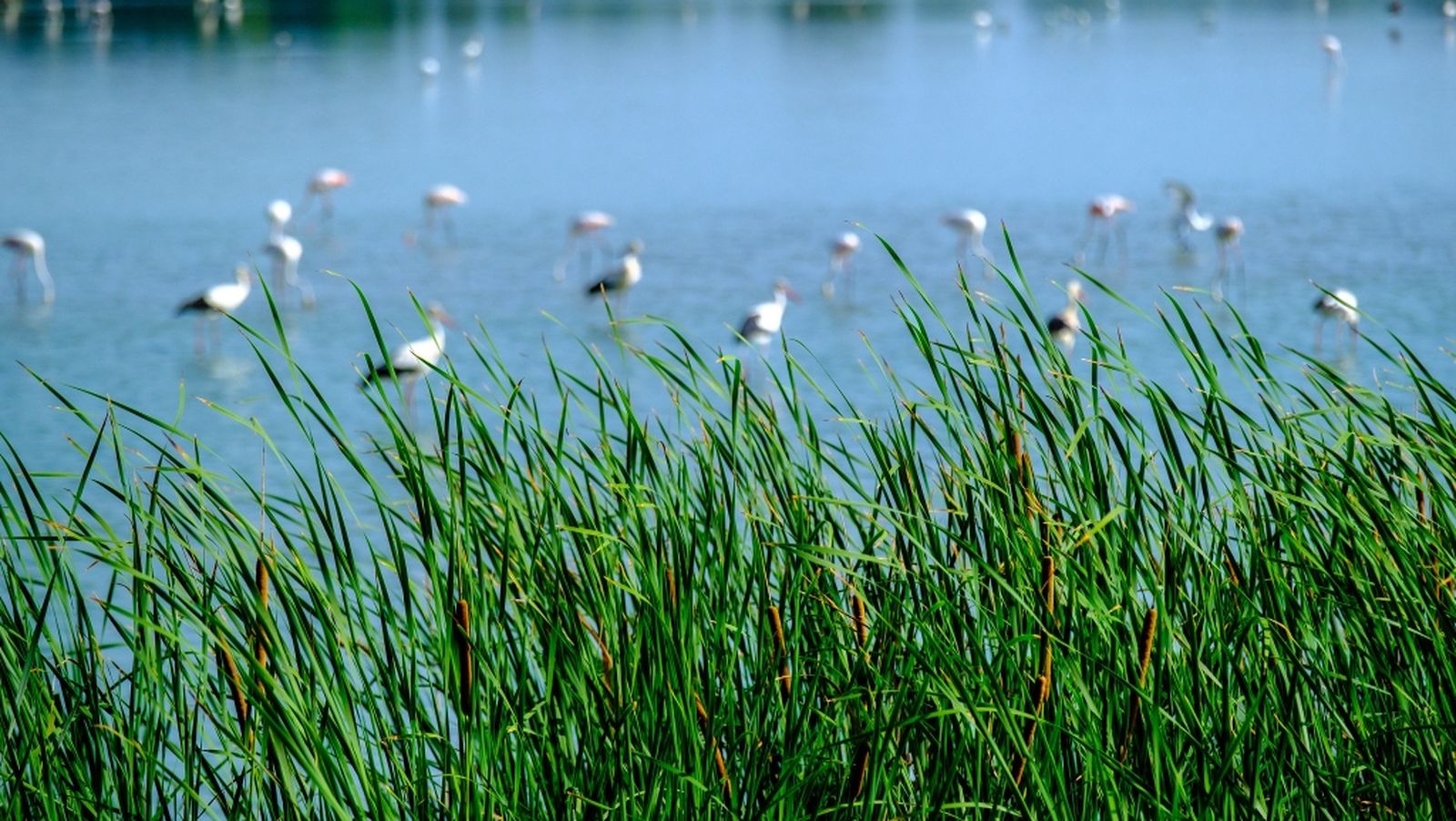 flamencos Doñana