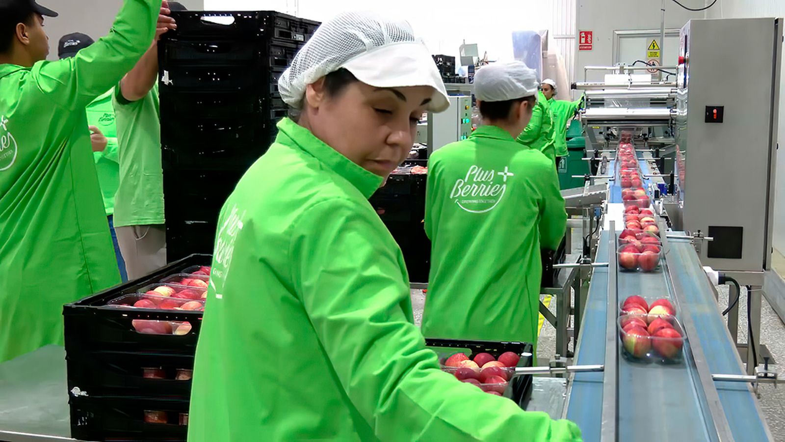 Las primeras frutas de hueso que llegan a los mercados europeos