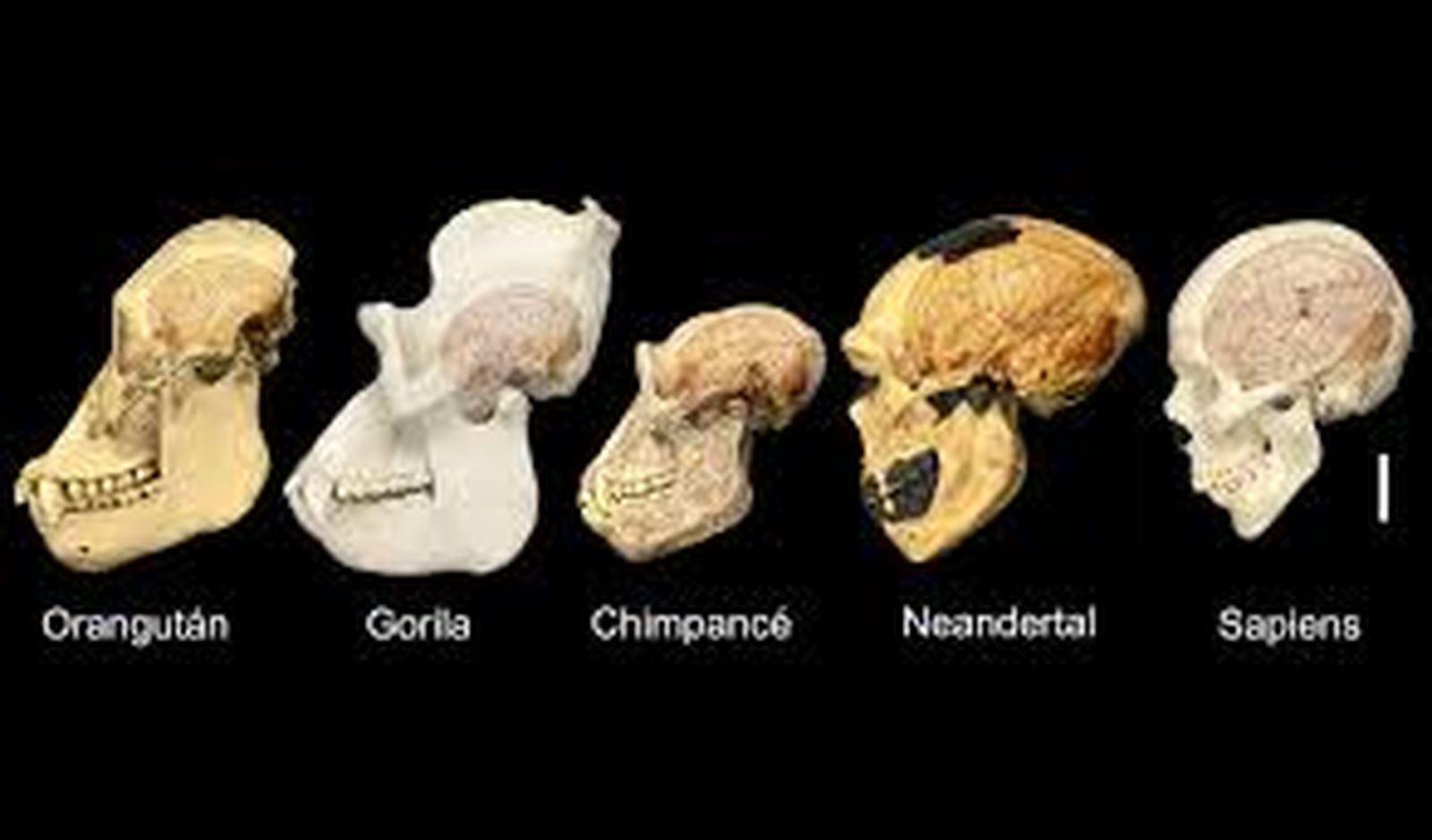 cerebroevolucionado