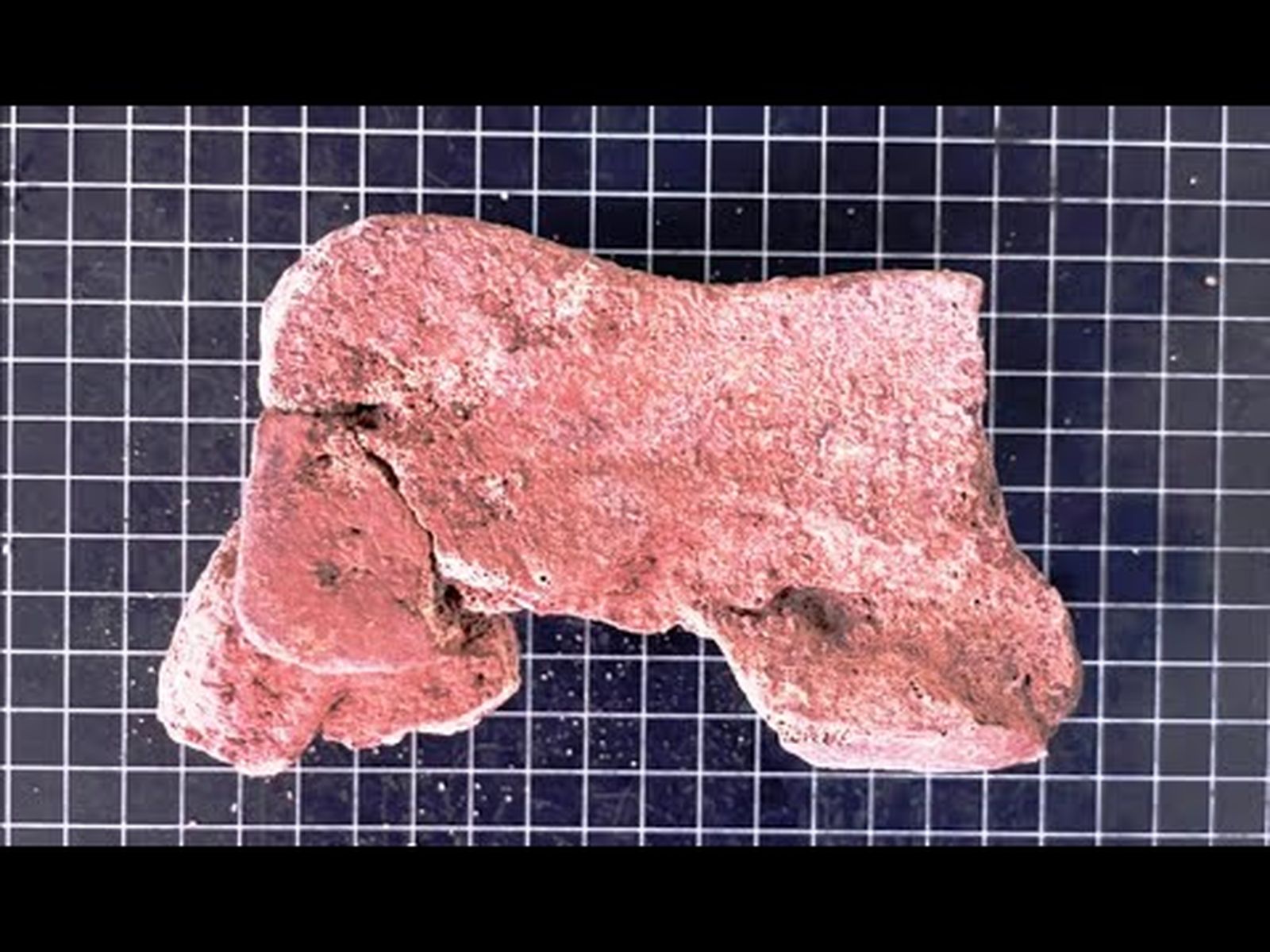Elefante del siglo IV a.C. en Córdoba : hallazgo de restos arqueológicos