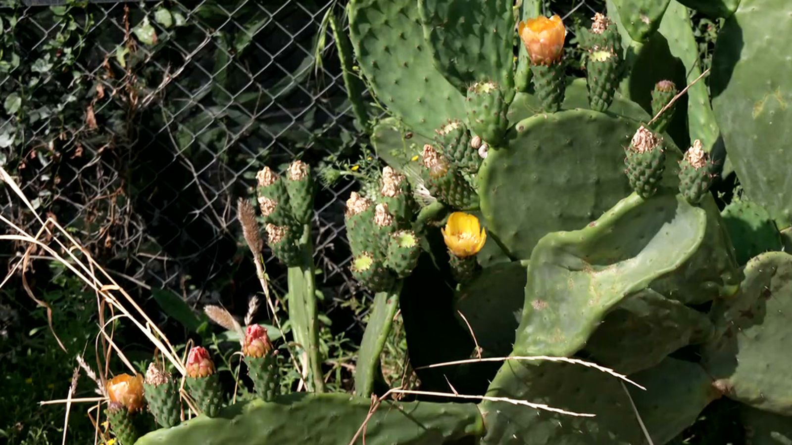 El cultivo de la chumbera