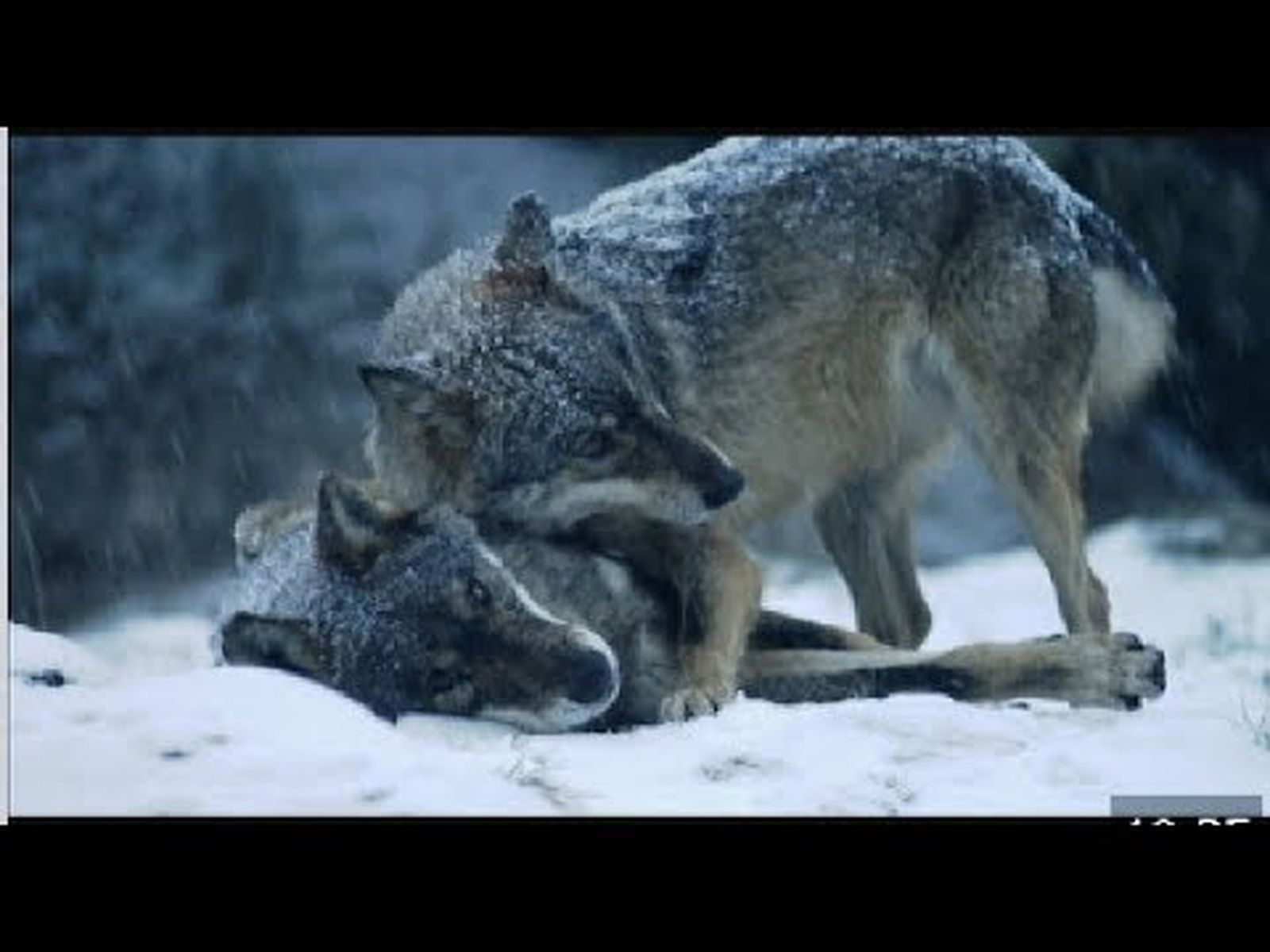 El lobo ibérico en peligro de extinción en Andalucía