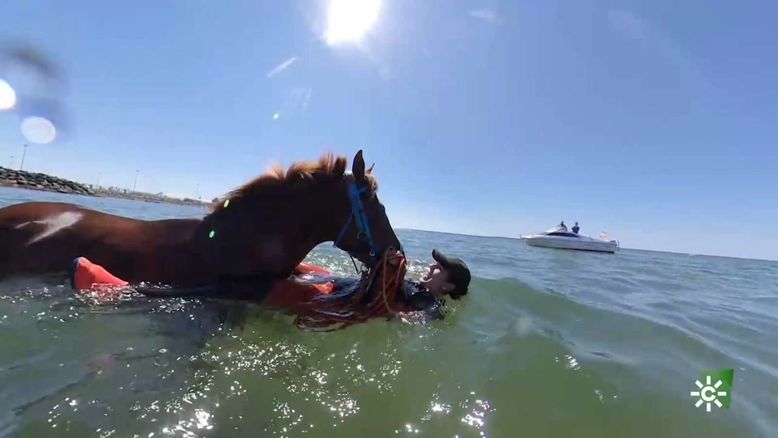 La natación, una forma de recreo, descanso y aseo para los caballos