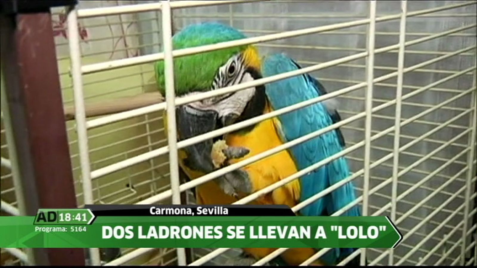LOLO