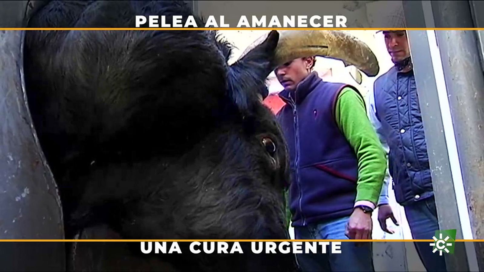 Presenciamos la maniobra para operar de urgencia a un toro en el campo