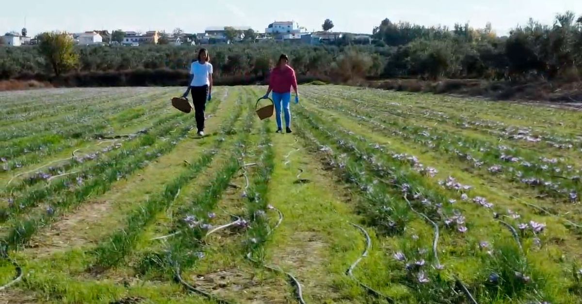 El azafrán, el oro rojo cultivado en tierras granadinas