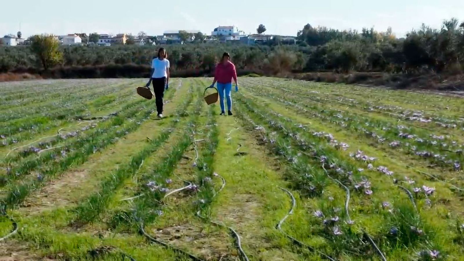El azafrán, el oro rojo cultivado en tierras granadinas