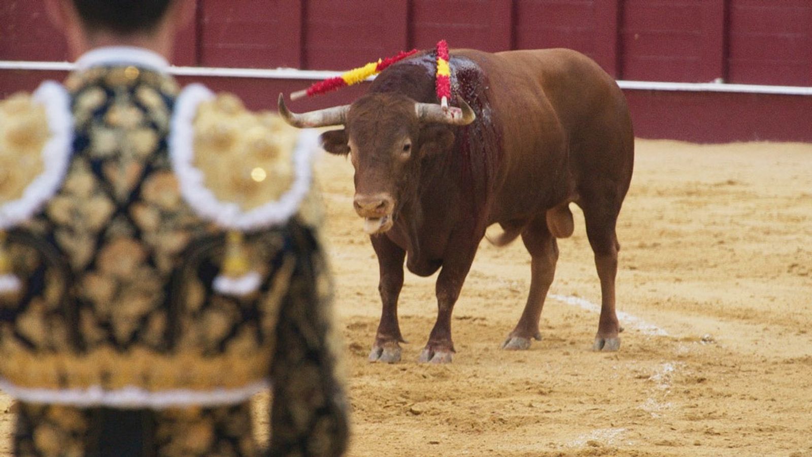 Toros generica 11