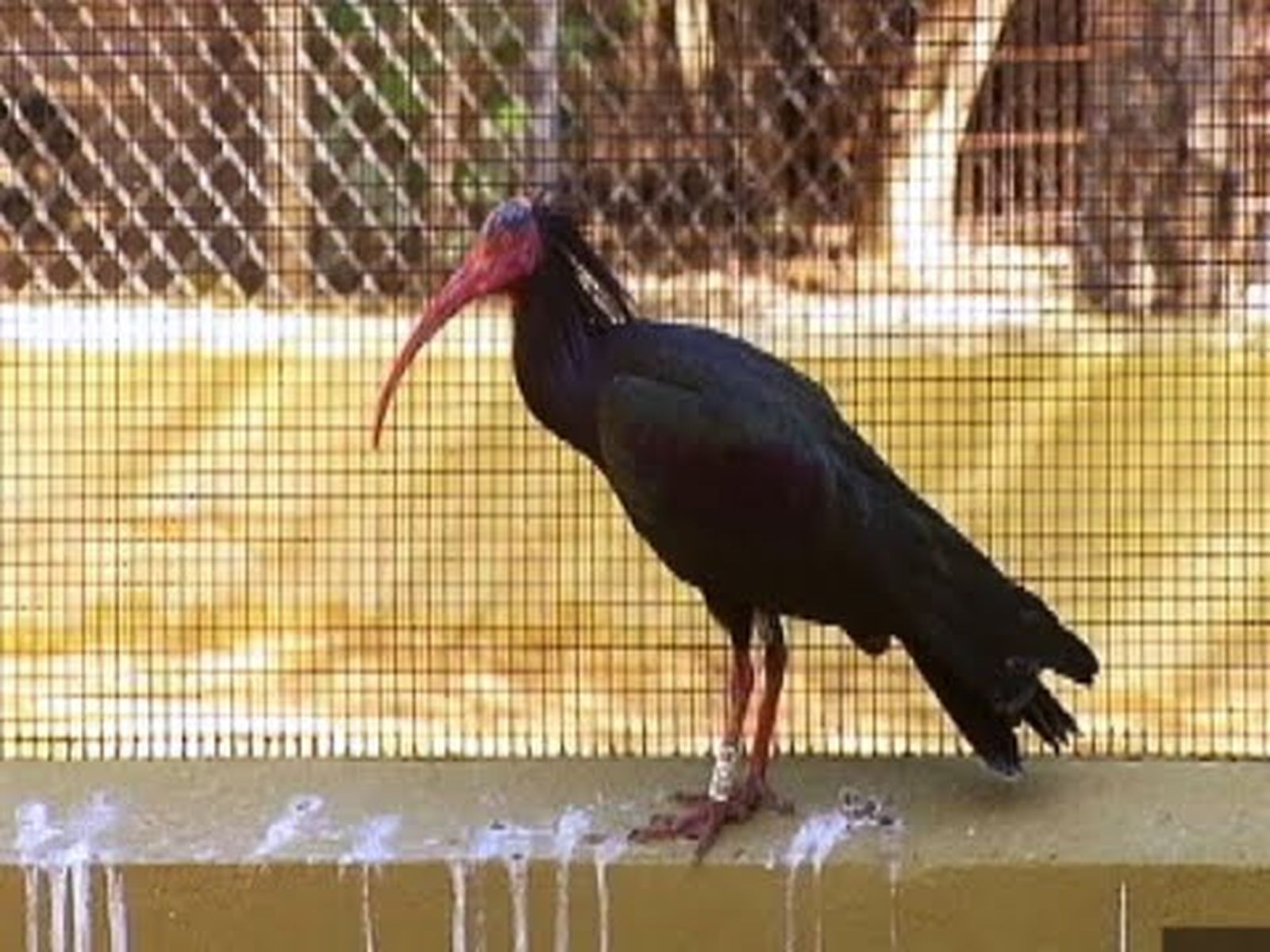 El zoo de Jerez y la primavera