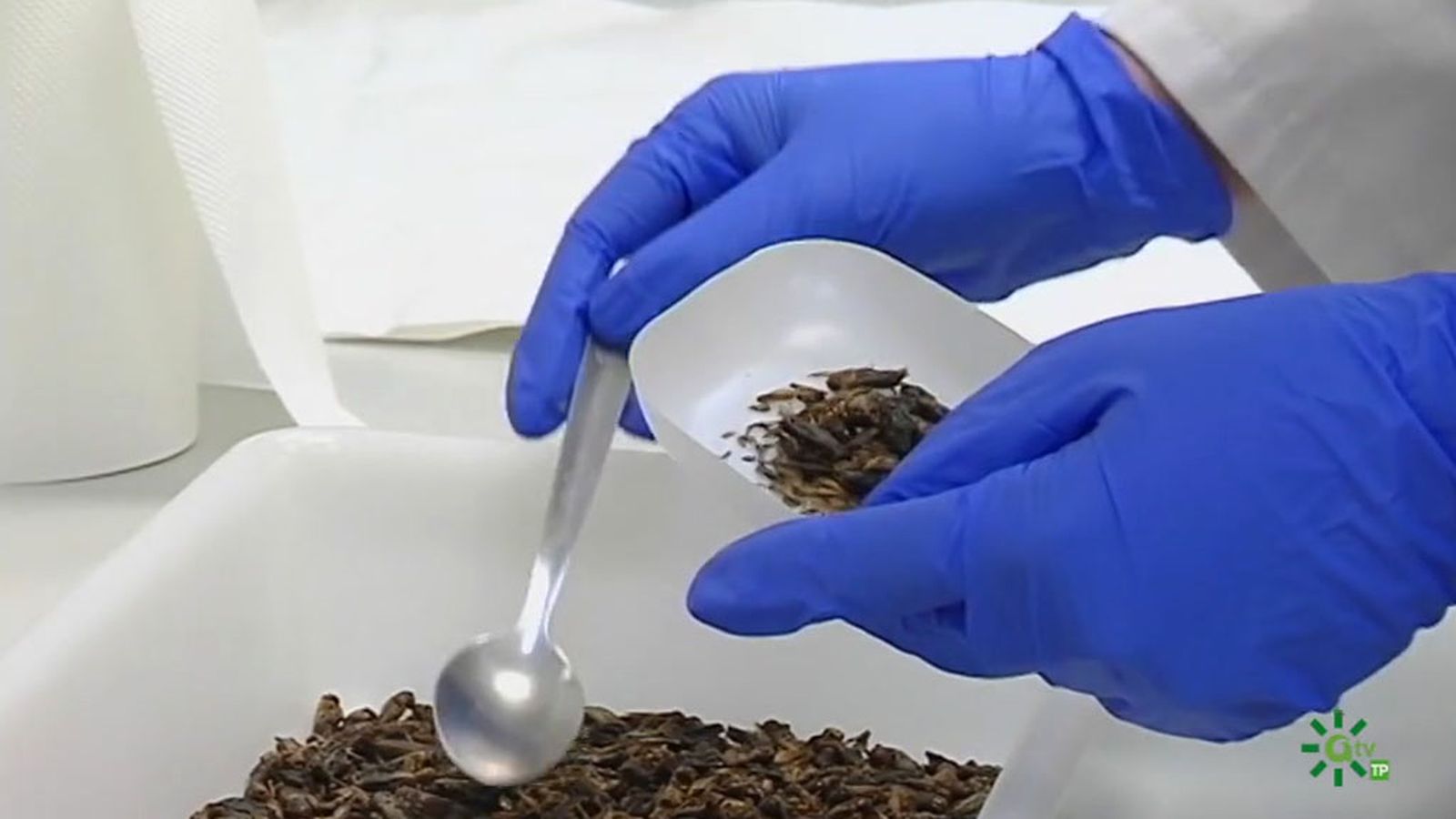 Los insectos en la comida de peces de piscifactoría