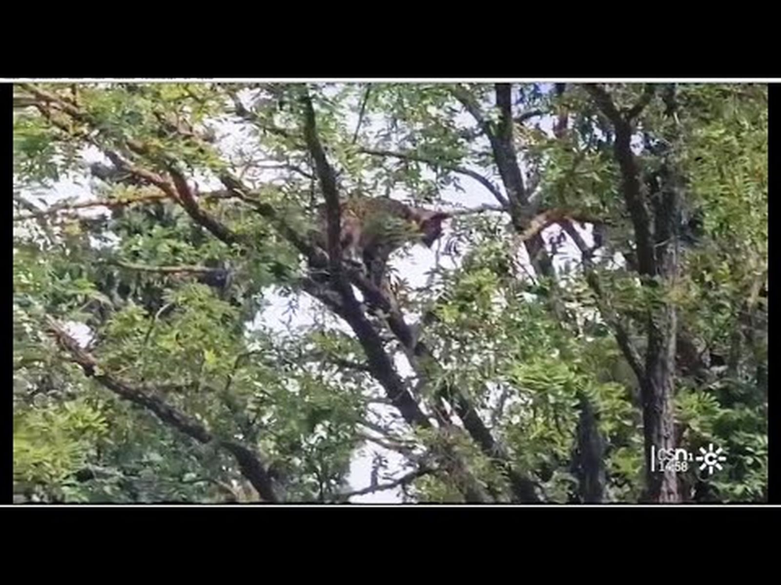 Lince ibérico en un patio de Úbeda (Jaén)