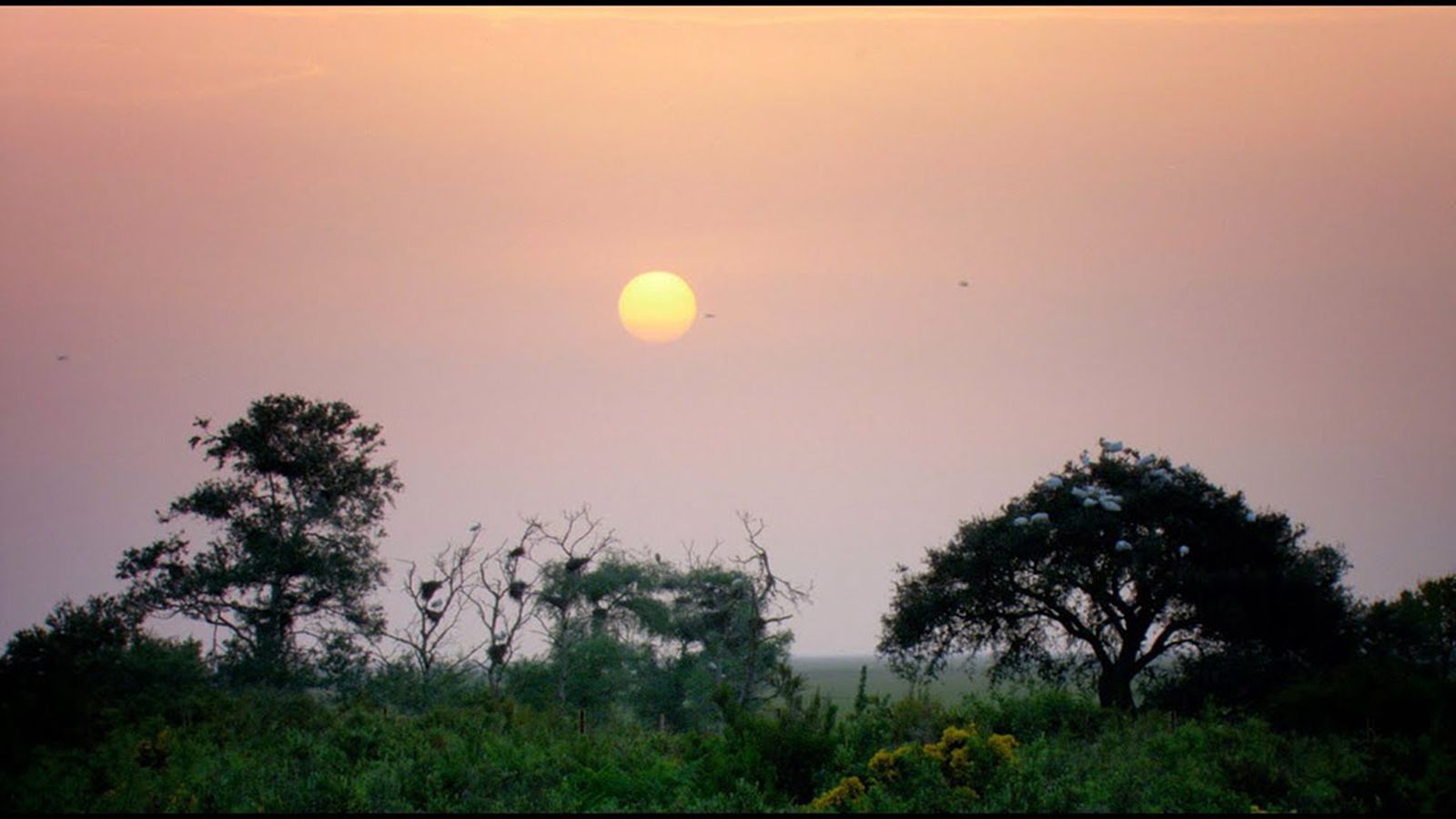 Documental, Doñana 4 estaciones, 30 y 31 mayo