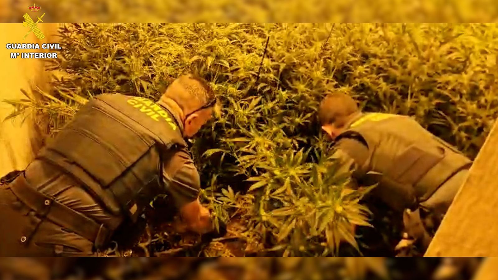 Desmantelada una plantación de marihuana en Espera