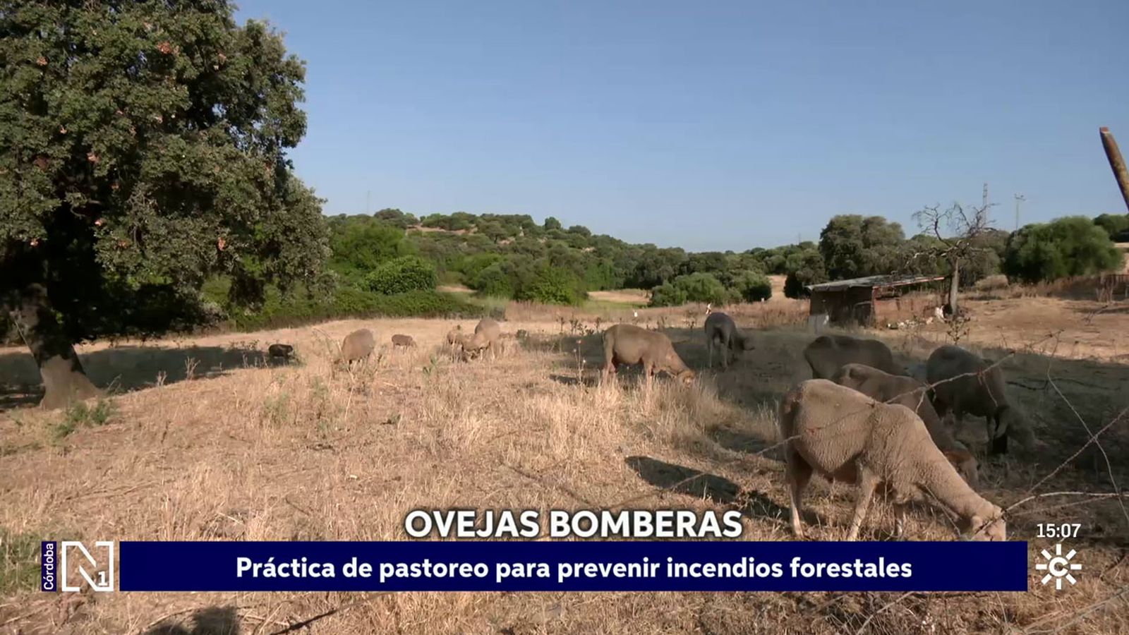 ovejas - 16/06/2026 - 15:24:02
