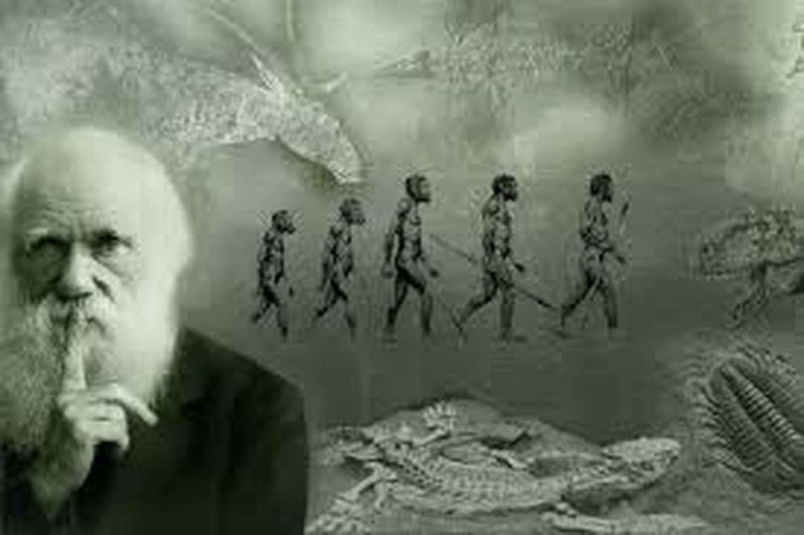 darwin