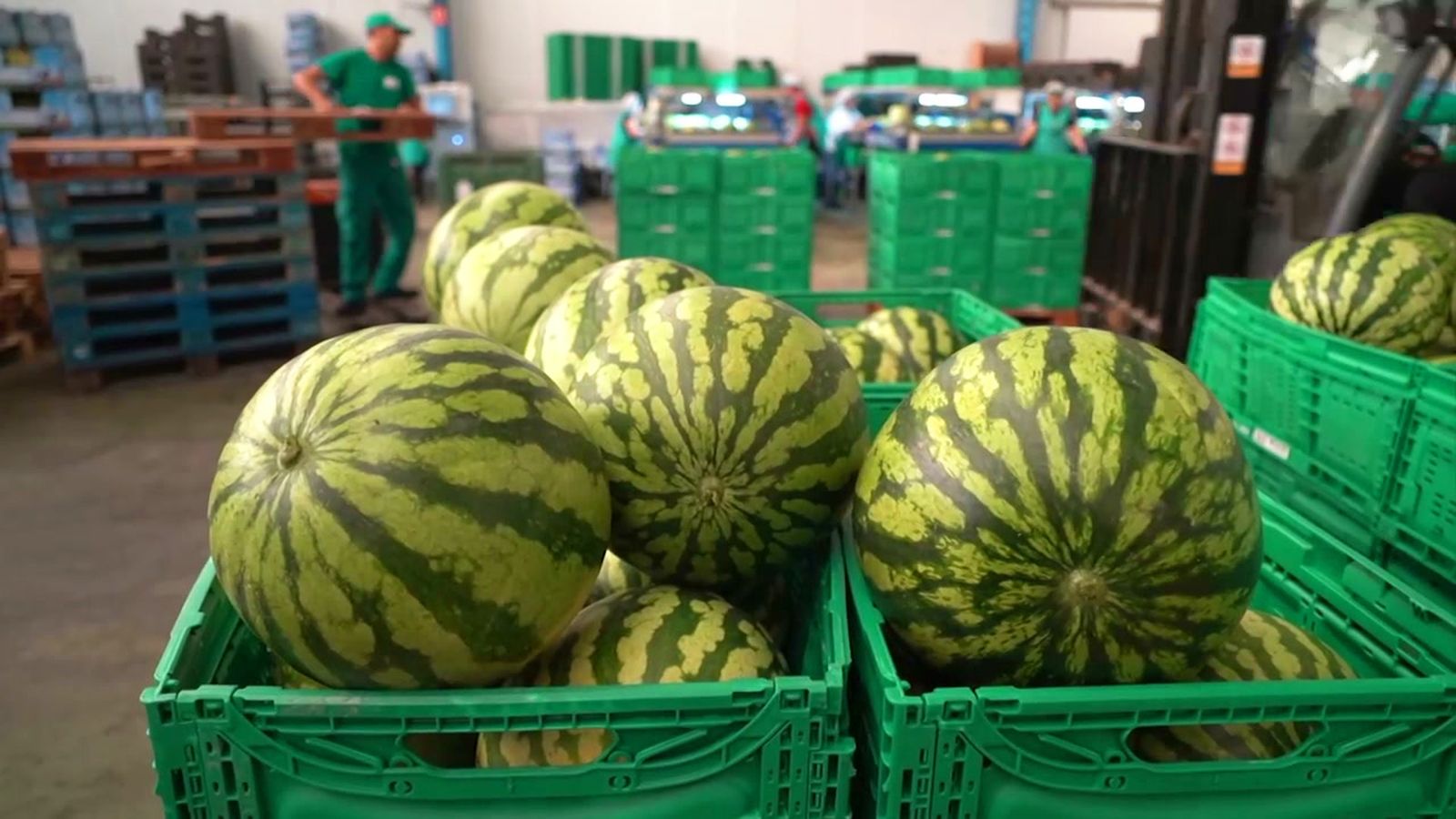 ¿Sabías que existe una escala en grados brix que mide la dulzura de la fruta?