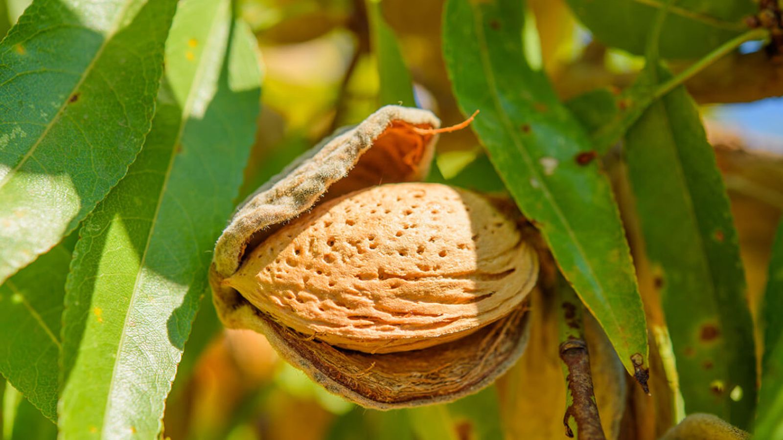 La almendra, un fruto seco cosechado en nuestra tierra