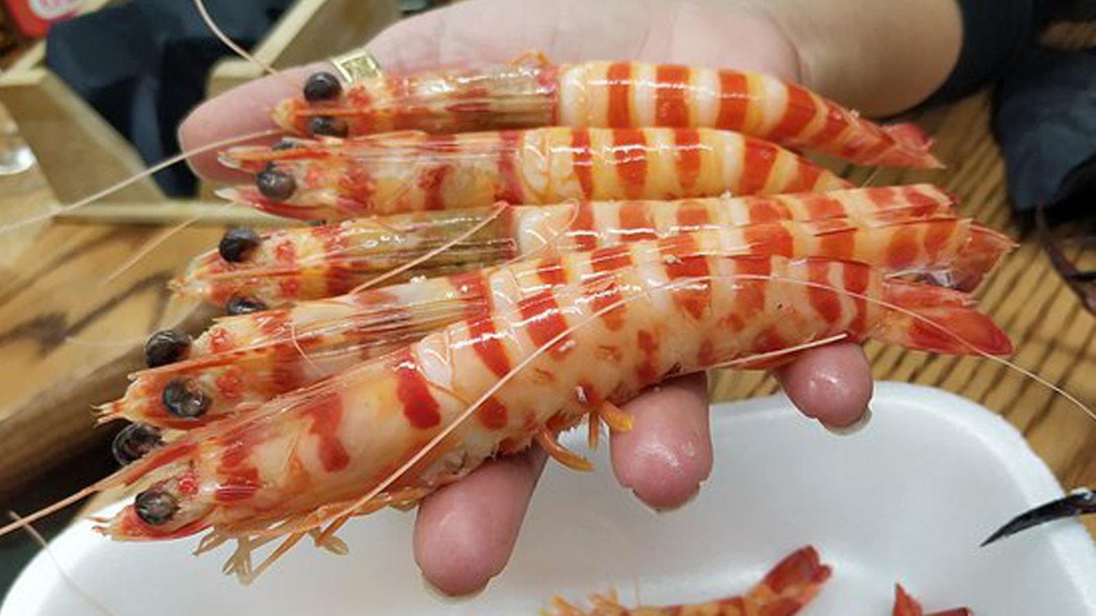 Comunicación Tierra y Mar Langostino Tigre Foto Ok