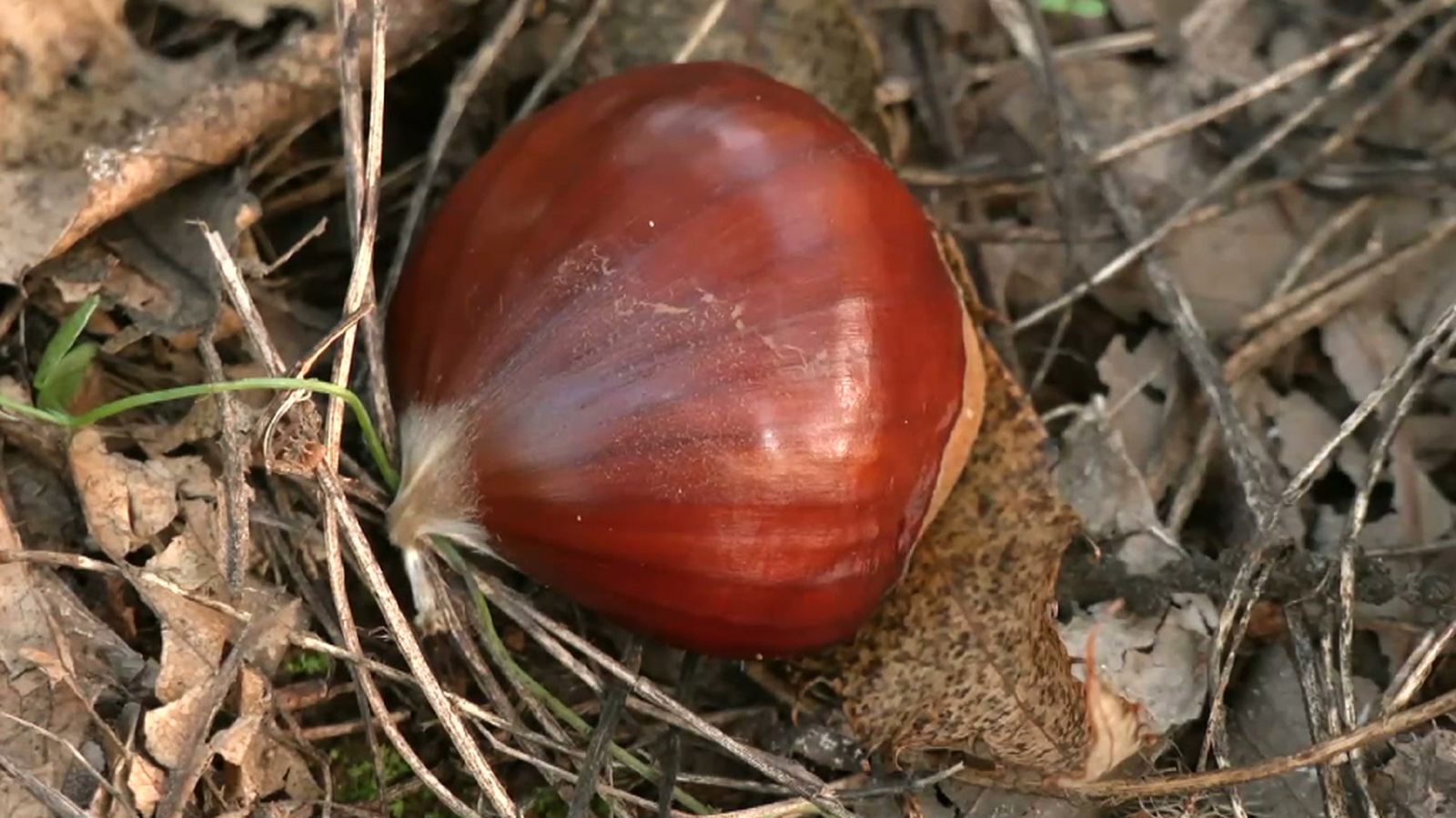 Tiempo de castañas en la sierra onubense de Aracena