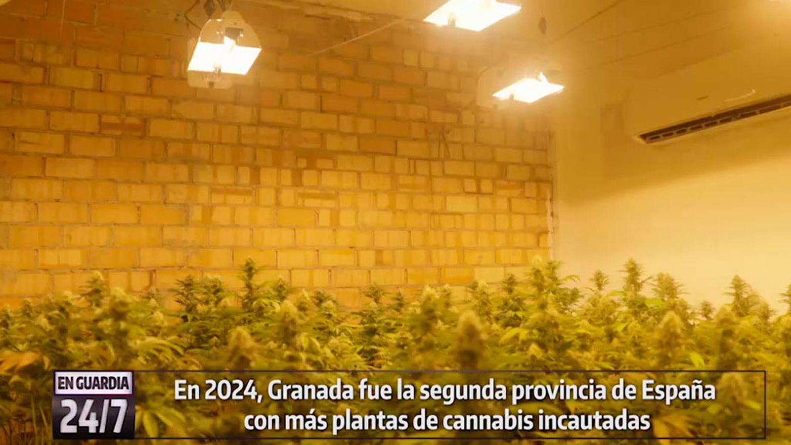 enguardia cannabis 1024