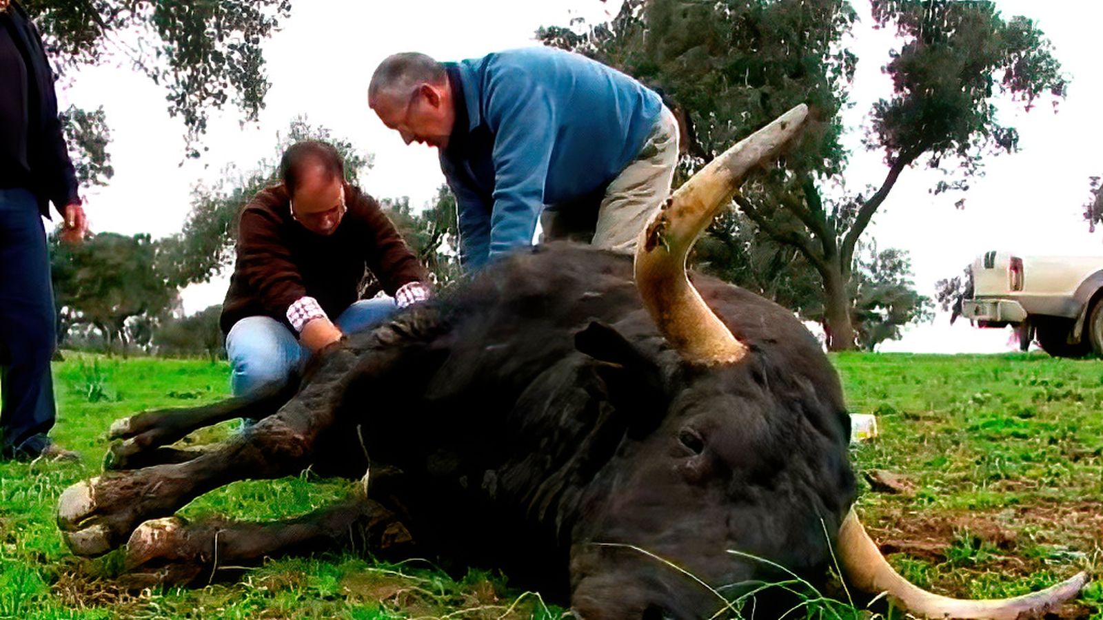 El toro que no se quería dormir: una operación de riesgo