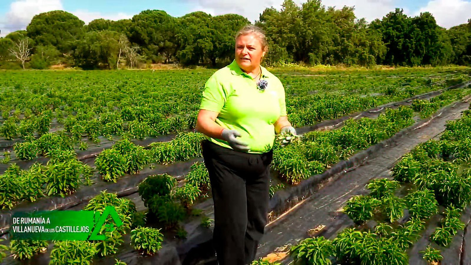 En Villanueva de los Castillejos se dedica a la agricultura de estevia y moringa ecológica