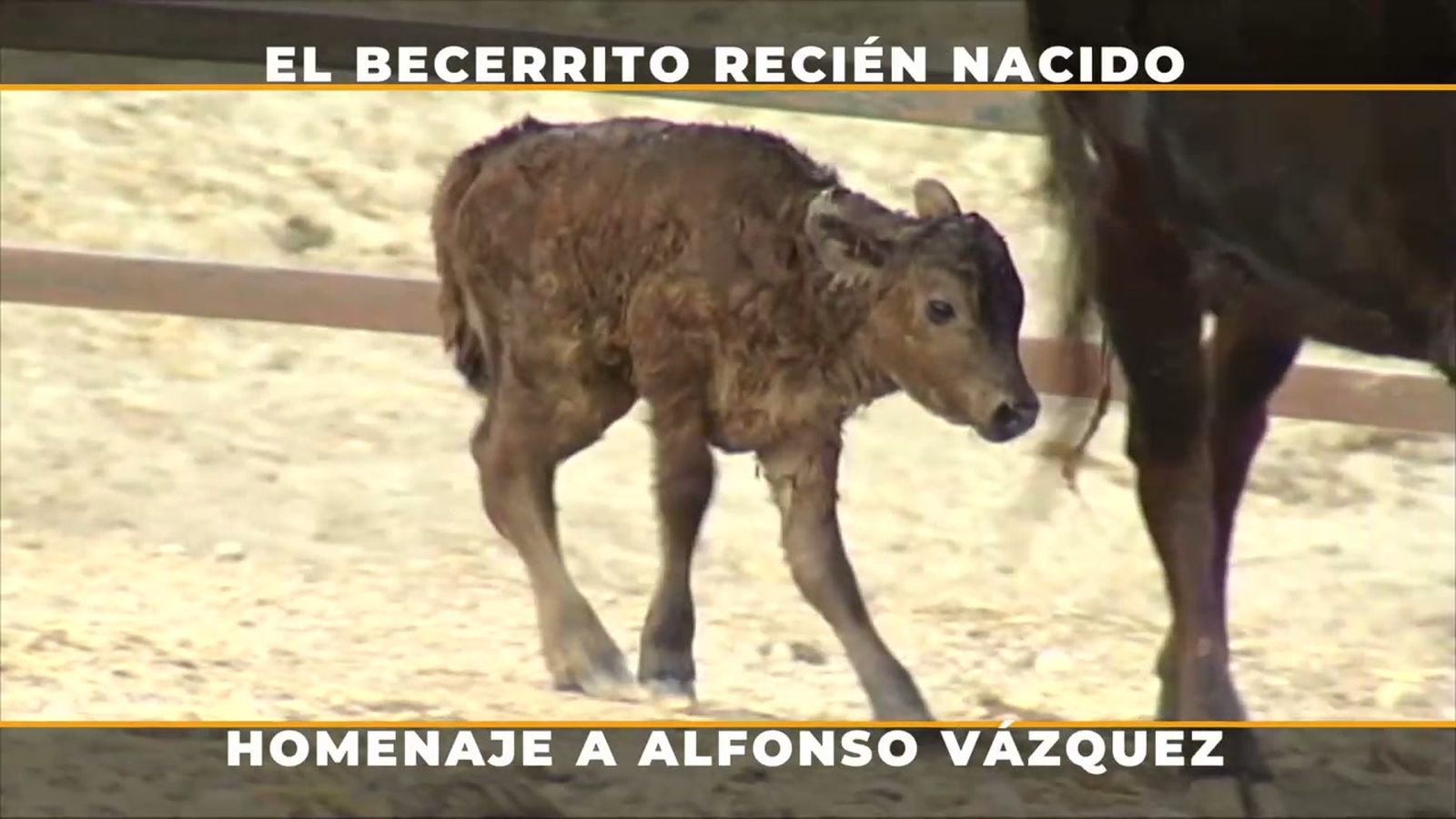 Todos los cuidados que requiere un becerro recién nacido