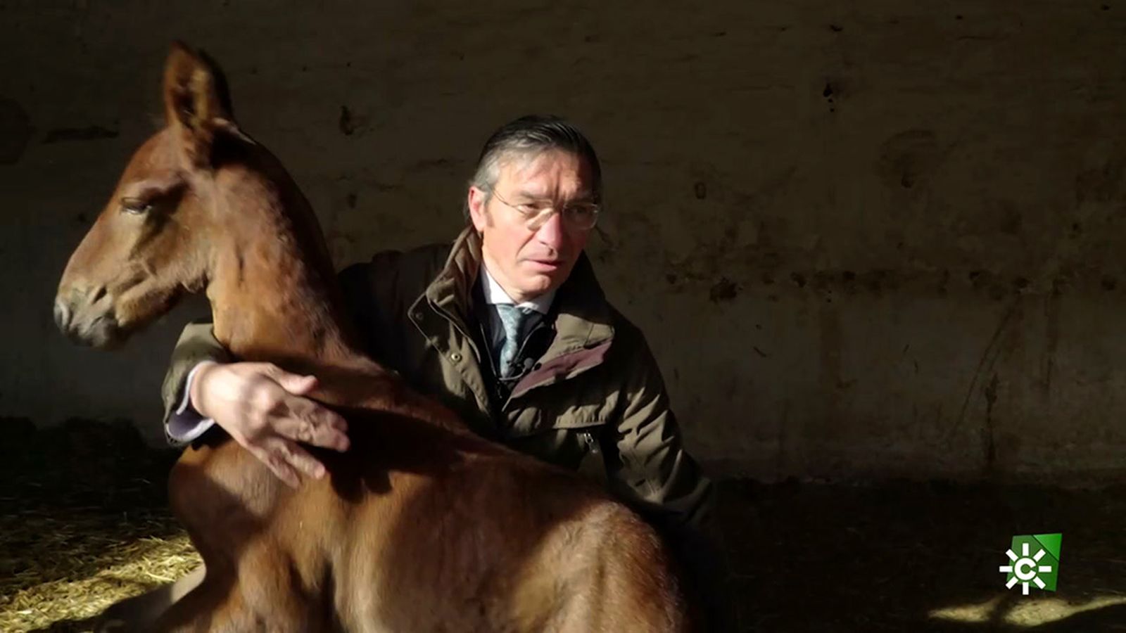 Cómo obtener para un caballo el pasaporte de Pura Raza Española