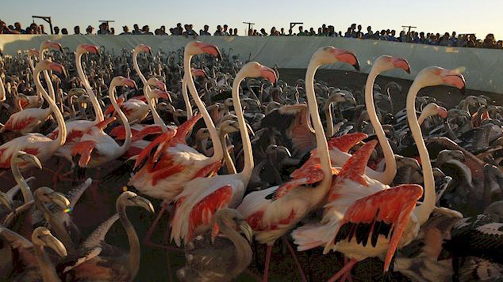 foto anillamiento flamencos