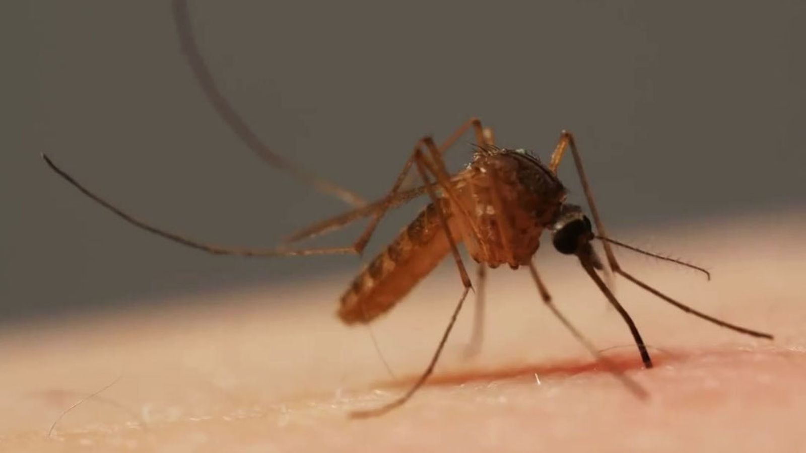¿Qué hacer para evitar las picaduras de mosquitos en verano?