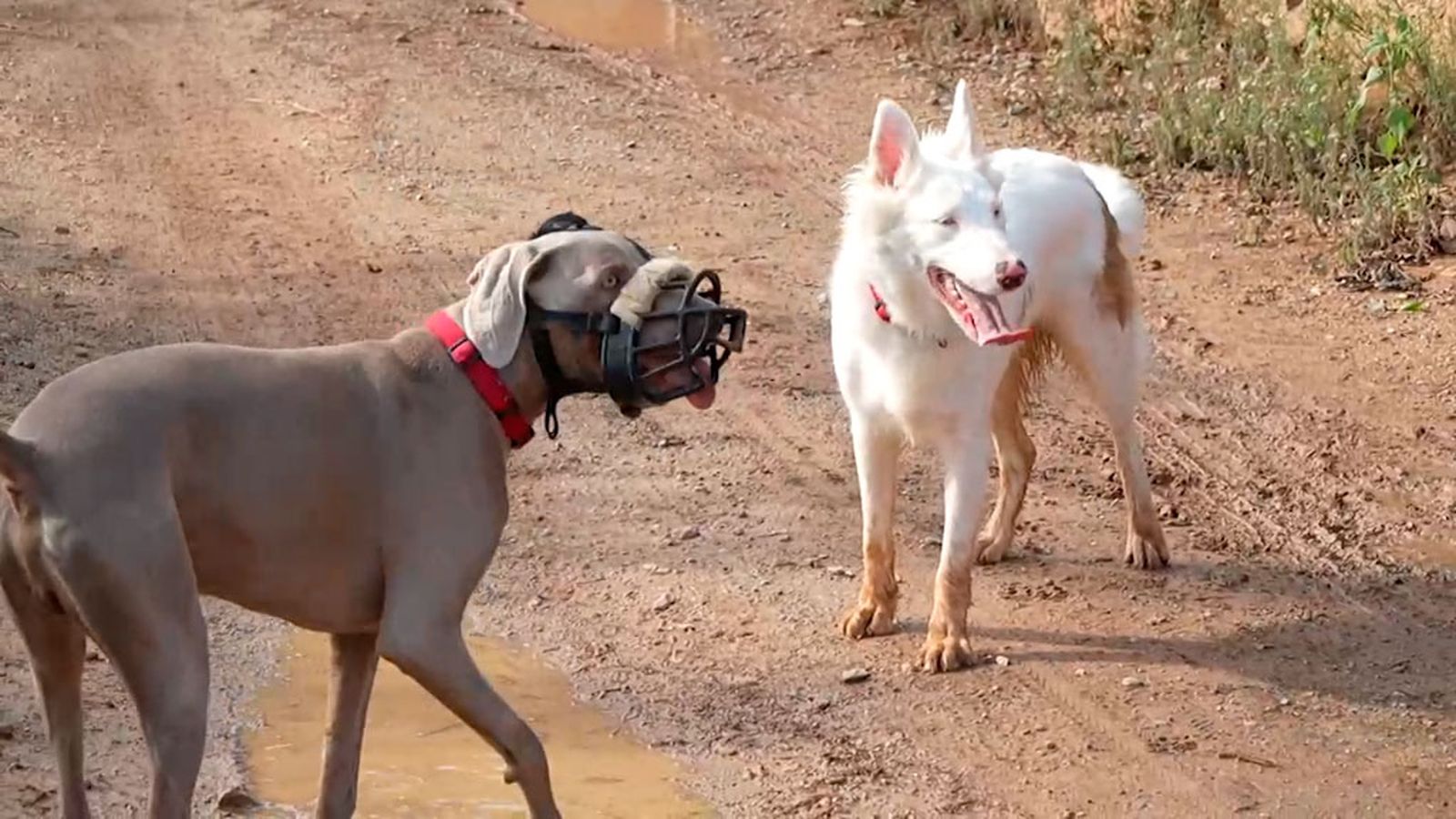Laika, una perra ciega que convive en un hogar con otros dos perros que la asisten