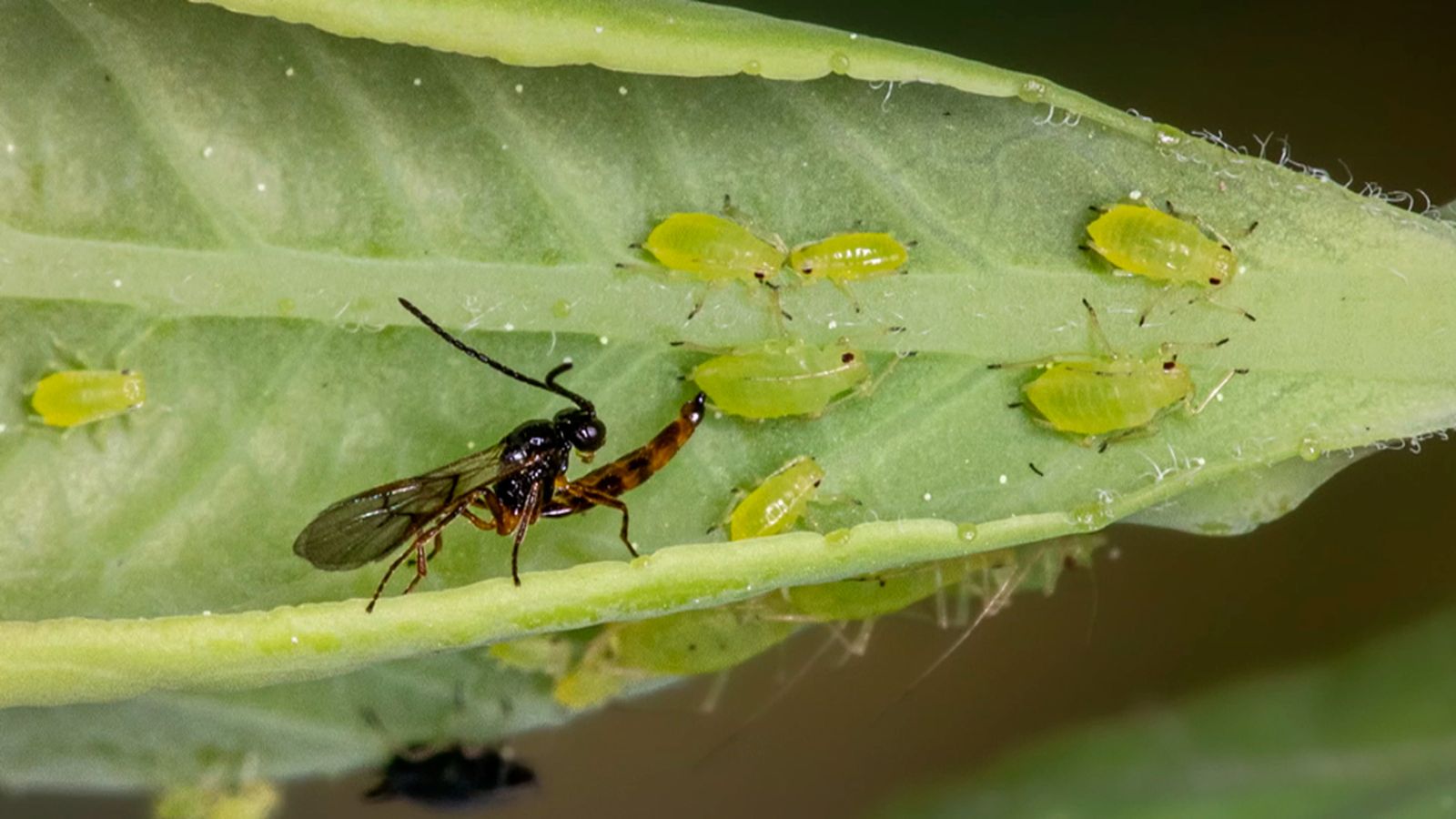 Los insectos ayudan a combatir plagas