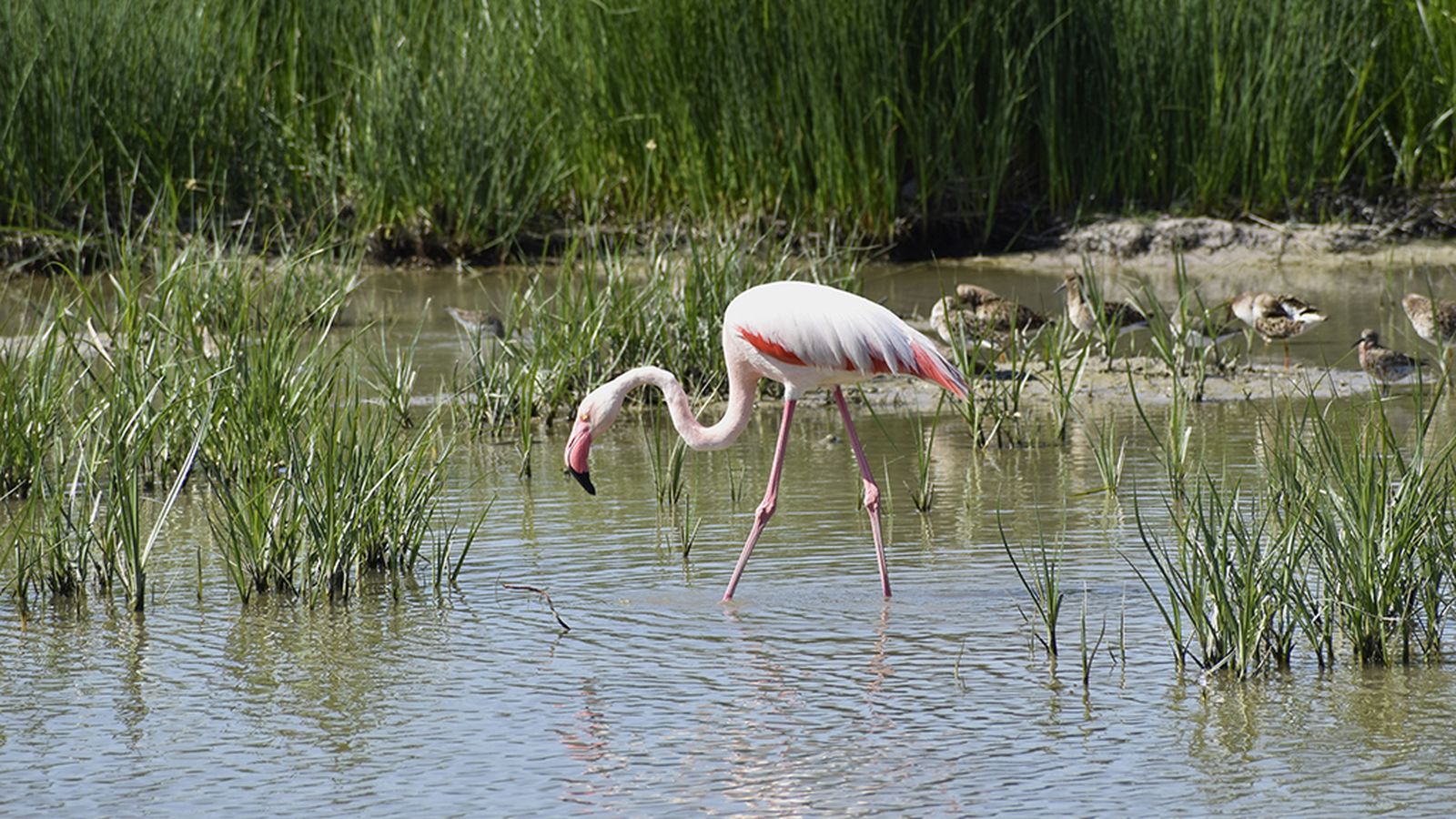 Flamencos en la laguna de Fuente Piedra
