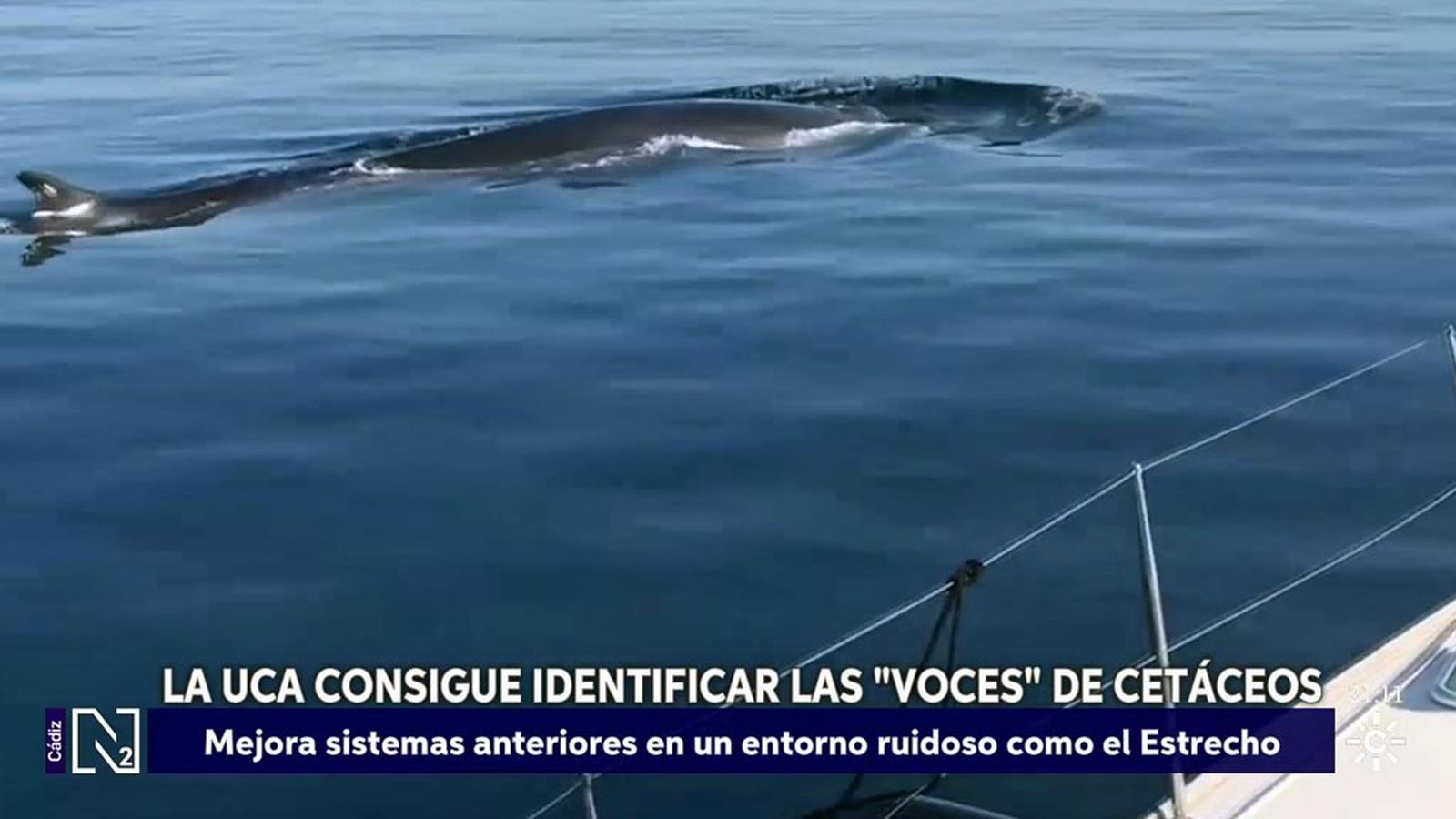 Investigadoras de la Universidad de Cádiz desarrollan un sistema para detectar silbidos de cetáceos en el Estrecho de Gibraltar