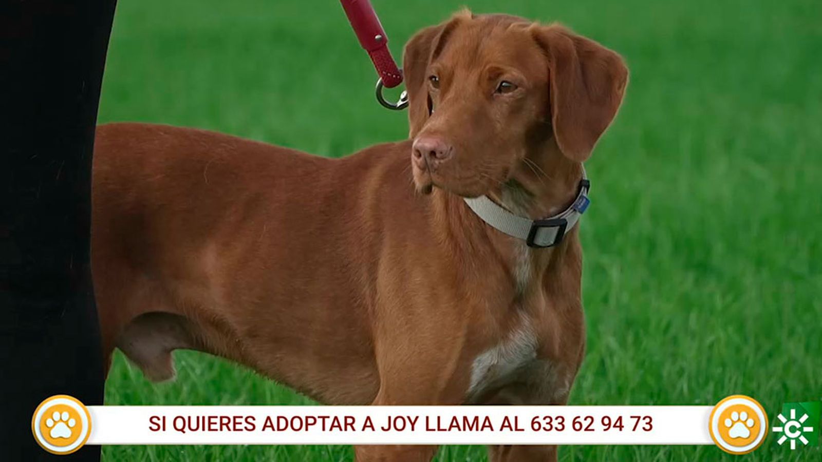 patas arriba adopcion perro 1024x576
