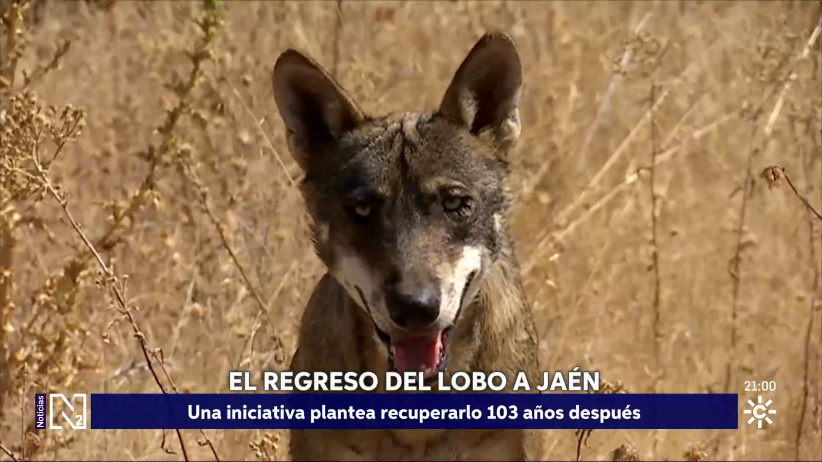 Iniciativa para recuperar al lobo en la Sierra de Segura