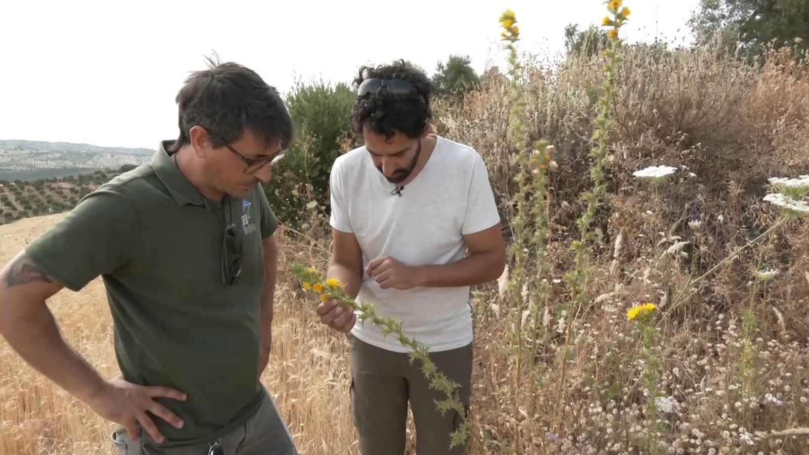 Secanos Vivos: Cómo mejorar la biodiversidad en campos de secano