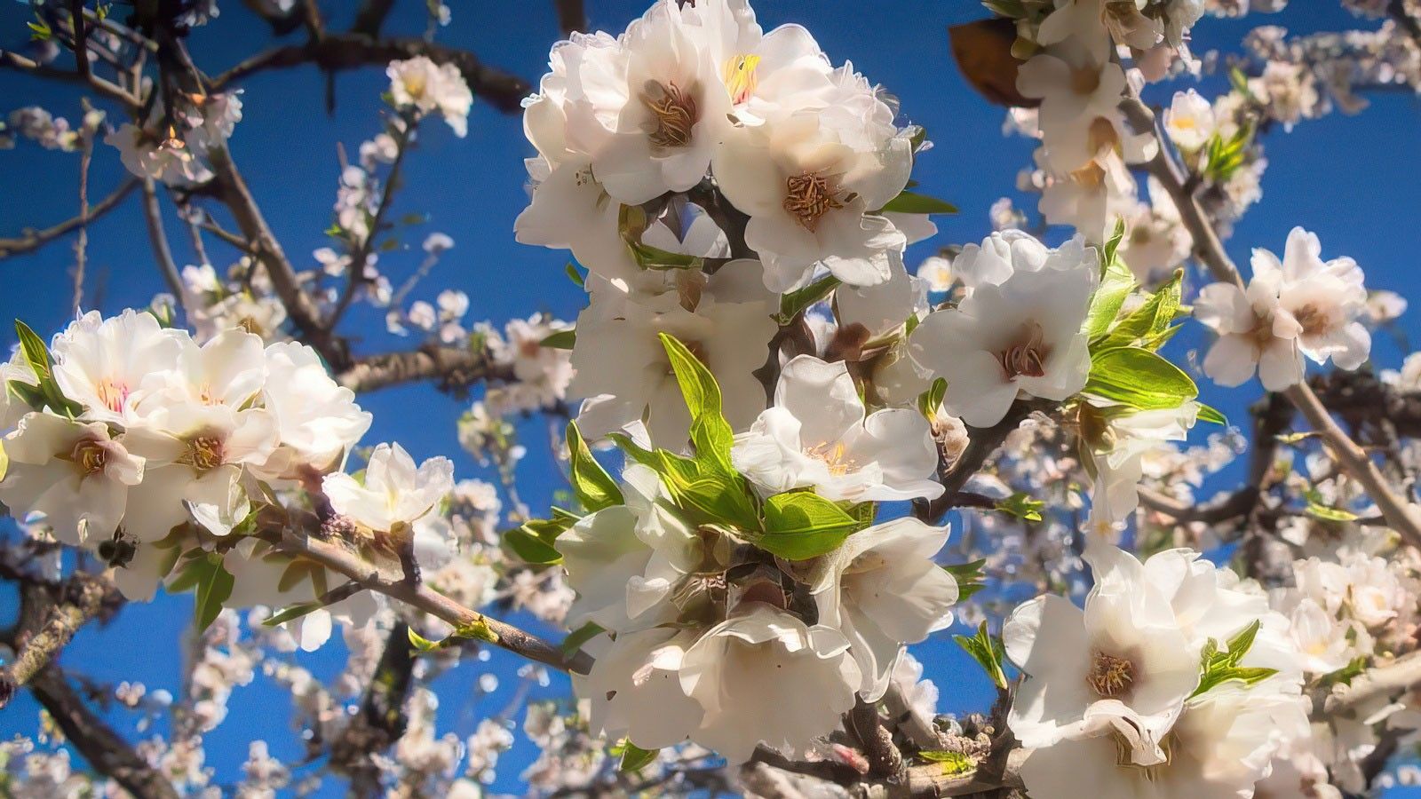 La producción de la almendra andaluza crece un 18%
