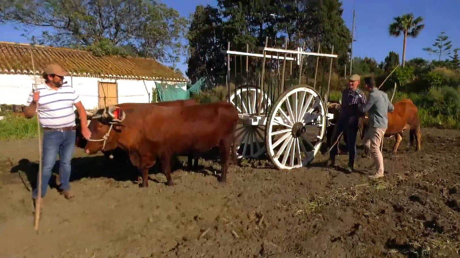 La Axarquía malagueña mantiene viva la doma de bueyes para el Rocío