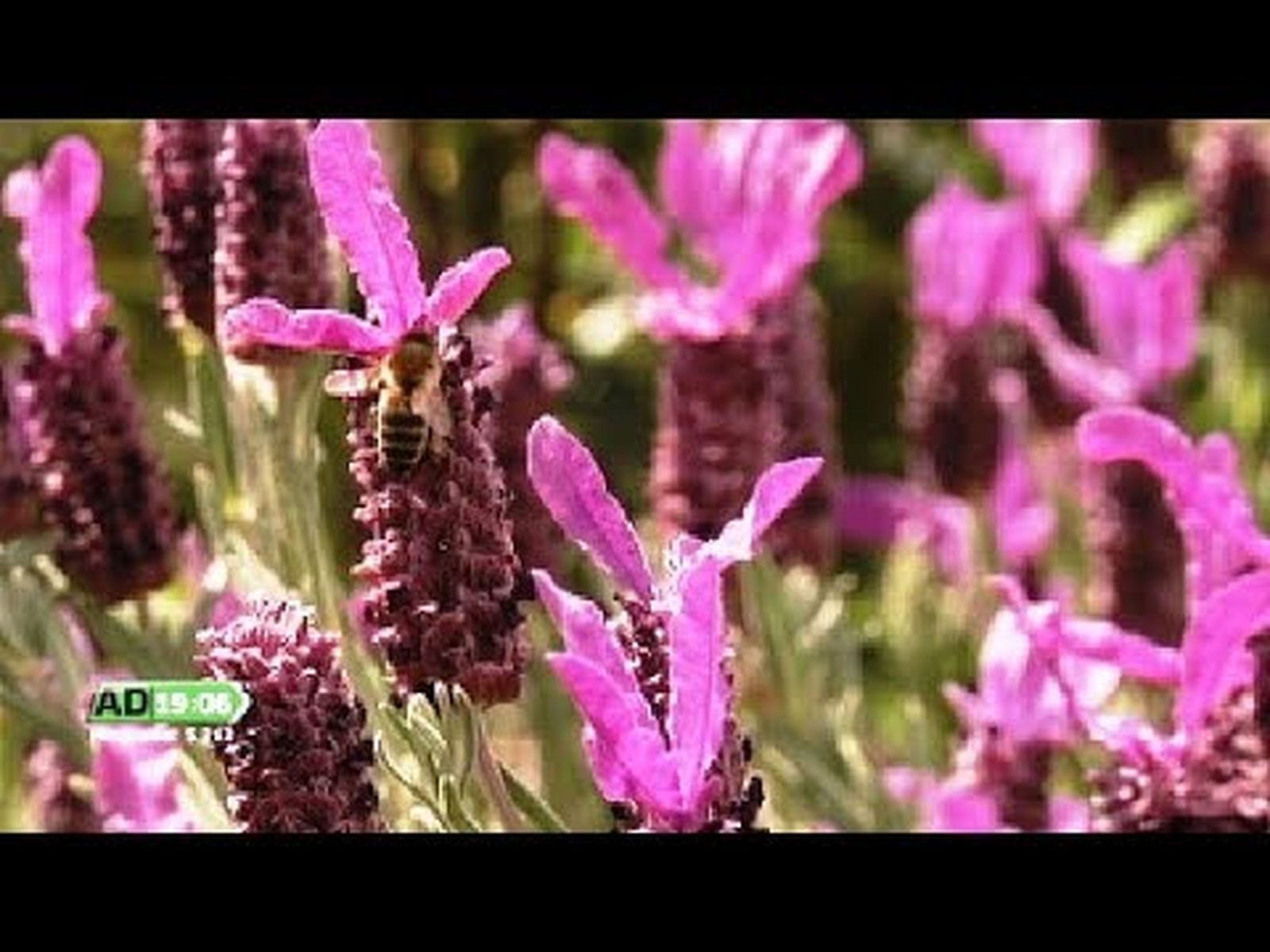 Las abejas y la miel ecológica | Día Internacional de las abejas