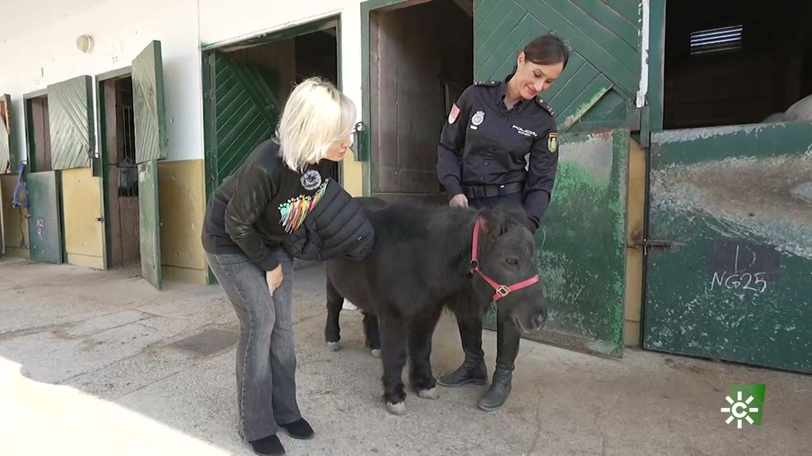 Sansón, el talismán de la Unidad de Caballería de la Policía Nacional en Sevilla