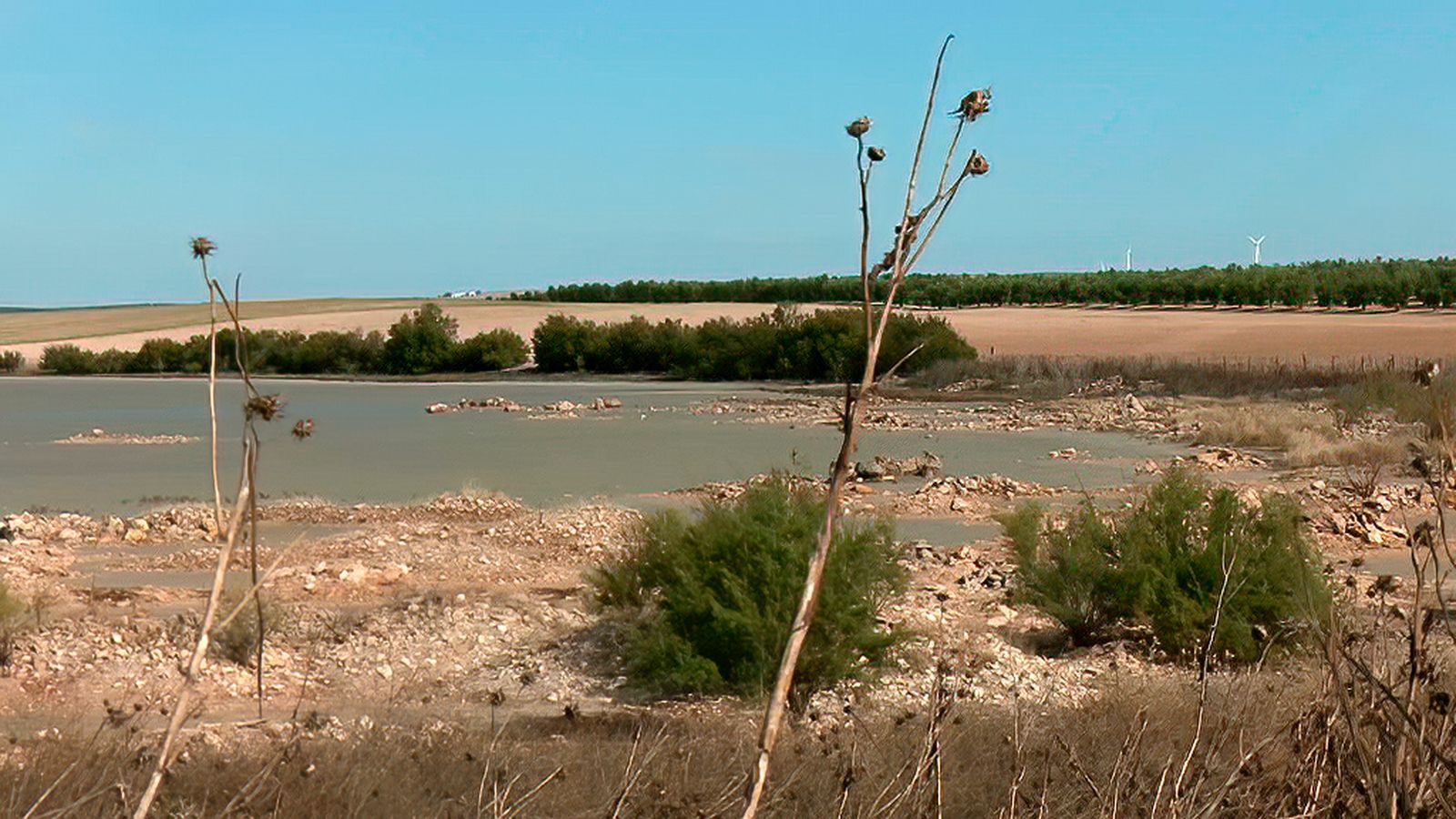 Descubriendo las lagunas de la campiña sevillana