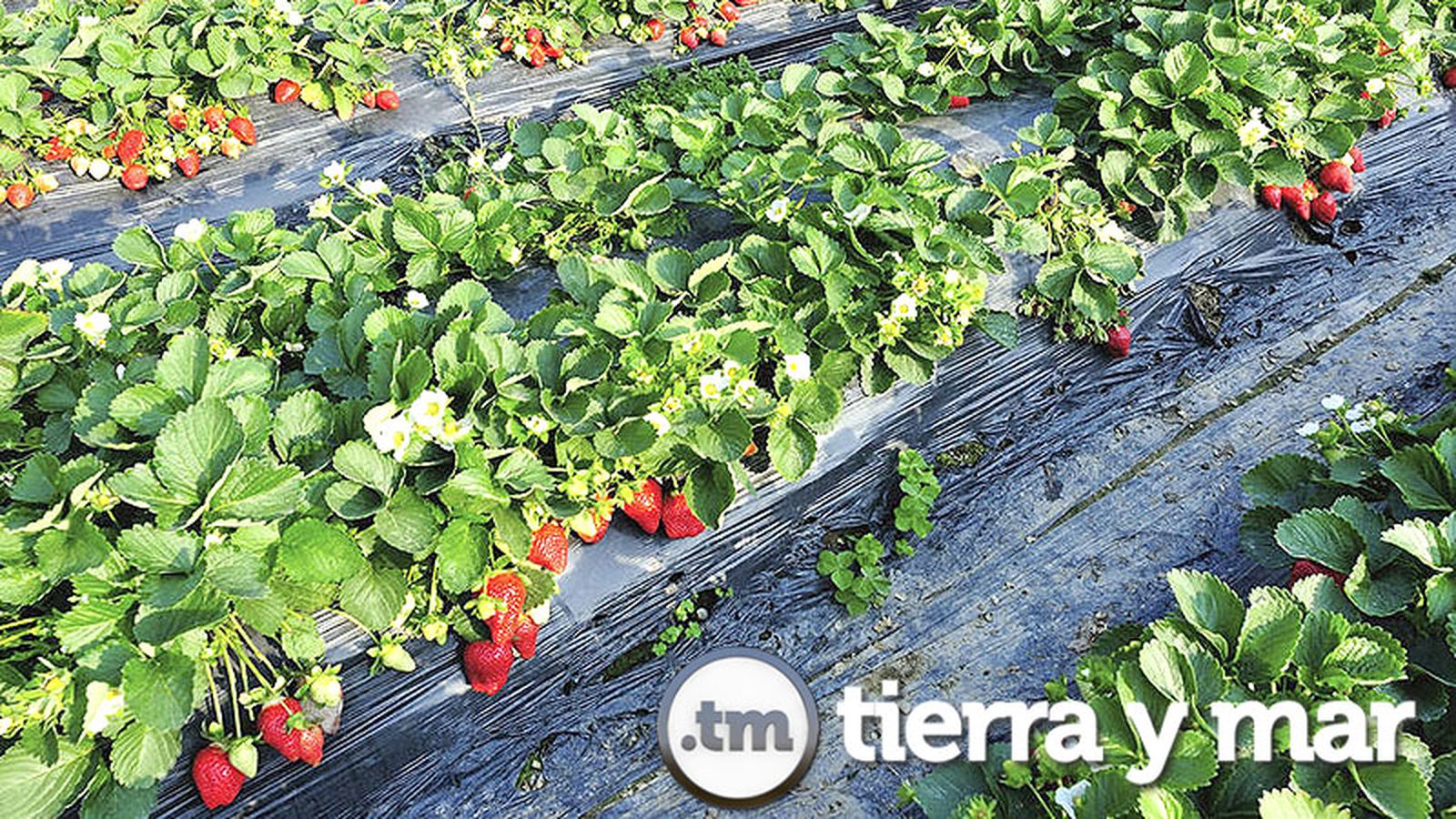 Comunicación Tierra y Mar foto