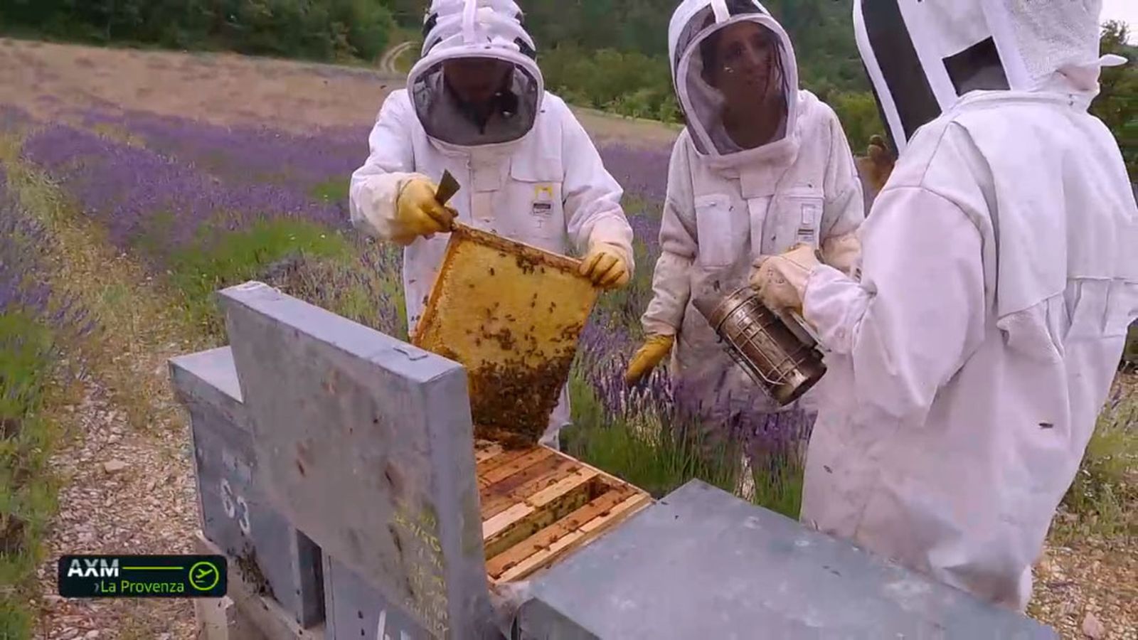andalucia mundo provenza 1024x576 cheli abejas