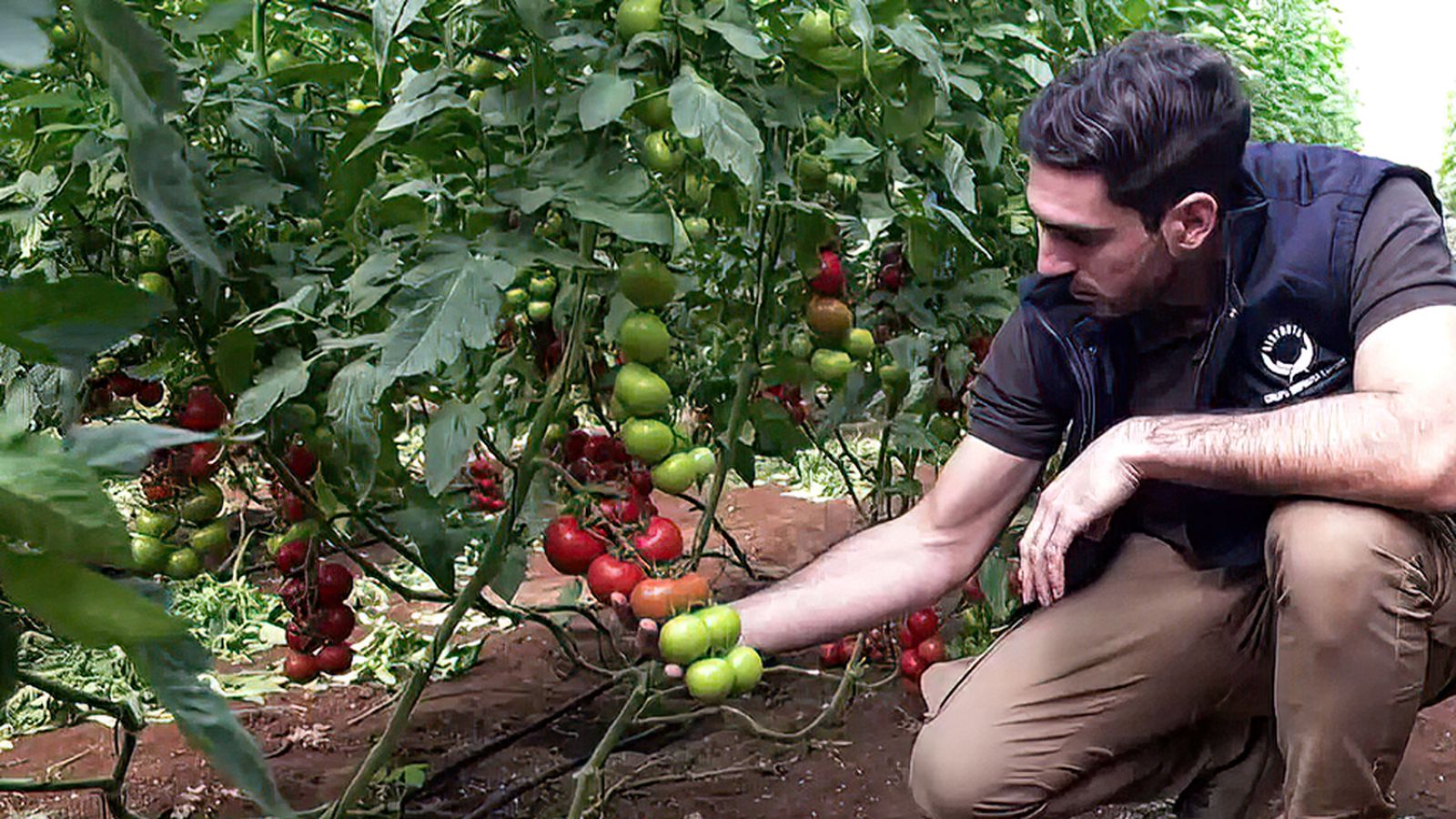 El clima de Níjar, su suelo y los cuidados determinan la calidad de su calabacín y tomate rama