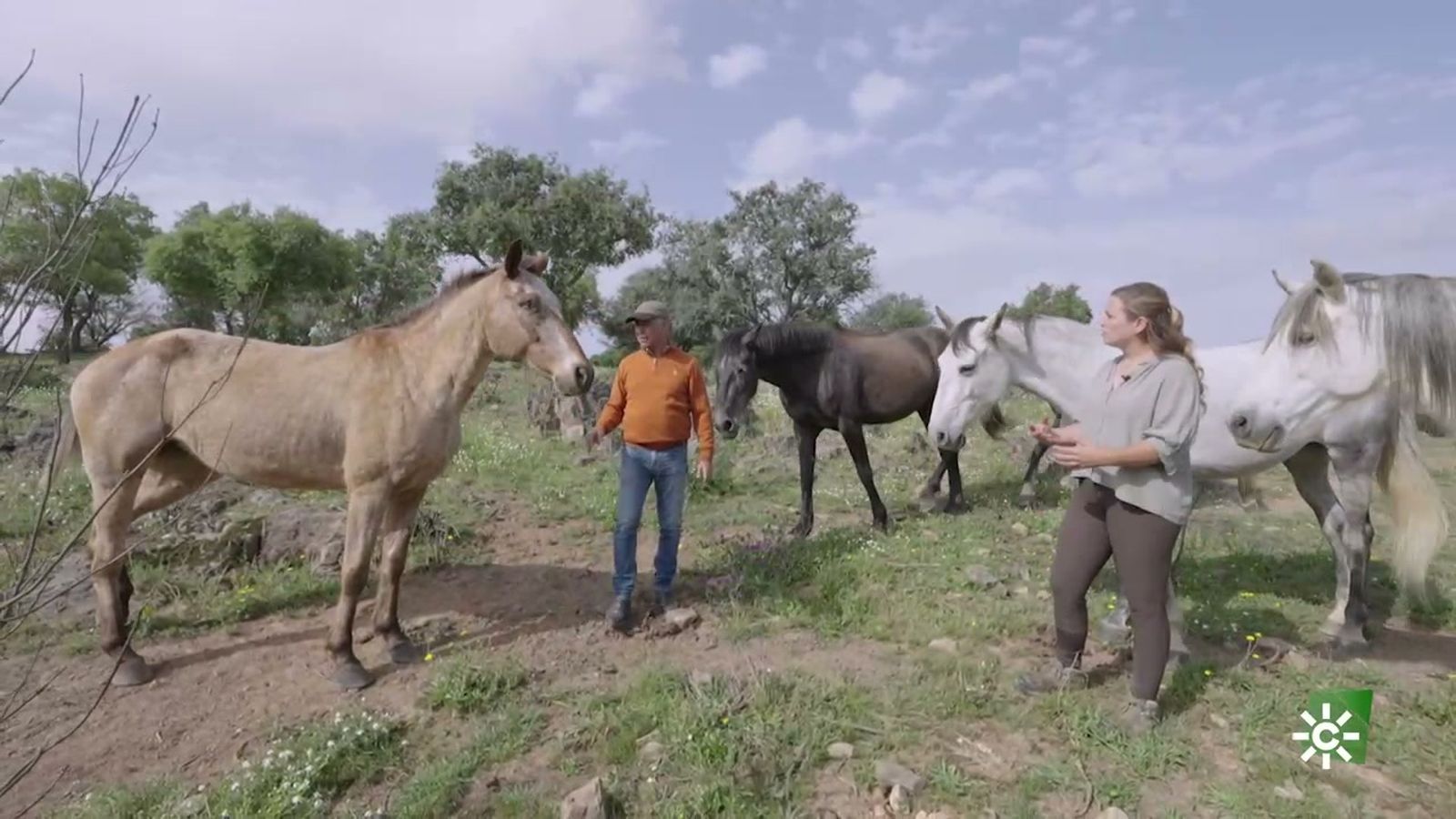 Green Horse Ranch, una residencia para que los caballos disfruten su jubilación en libertad